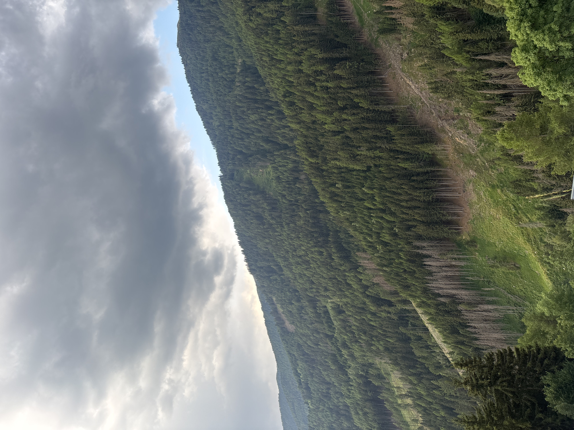 Dense alpine forest on a South Tyrolean mountainside, late afternoon