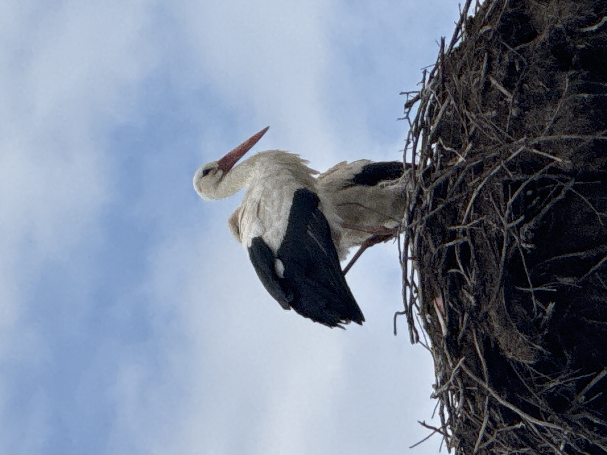Storks nesting on power poles observed in Bulgarian village