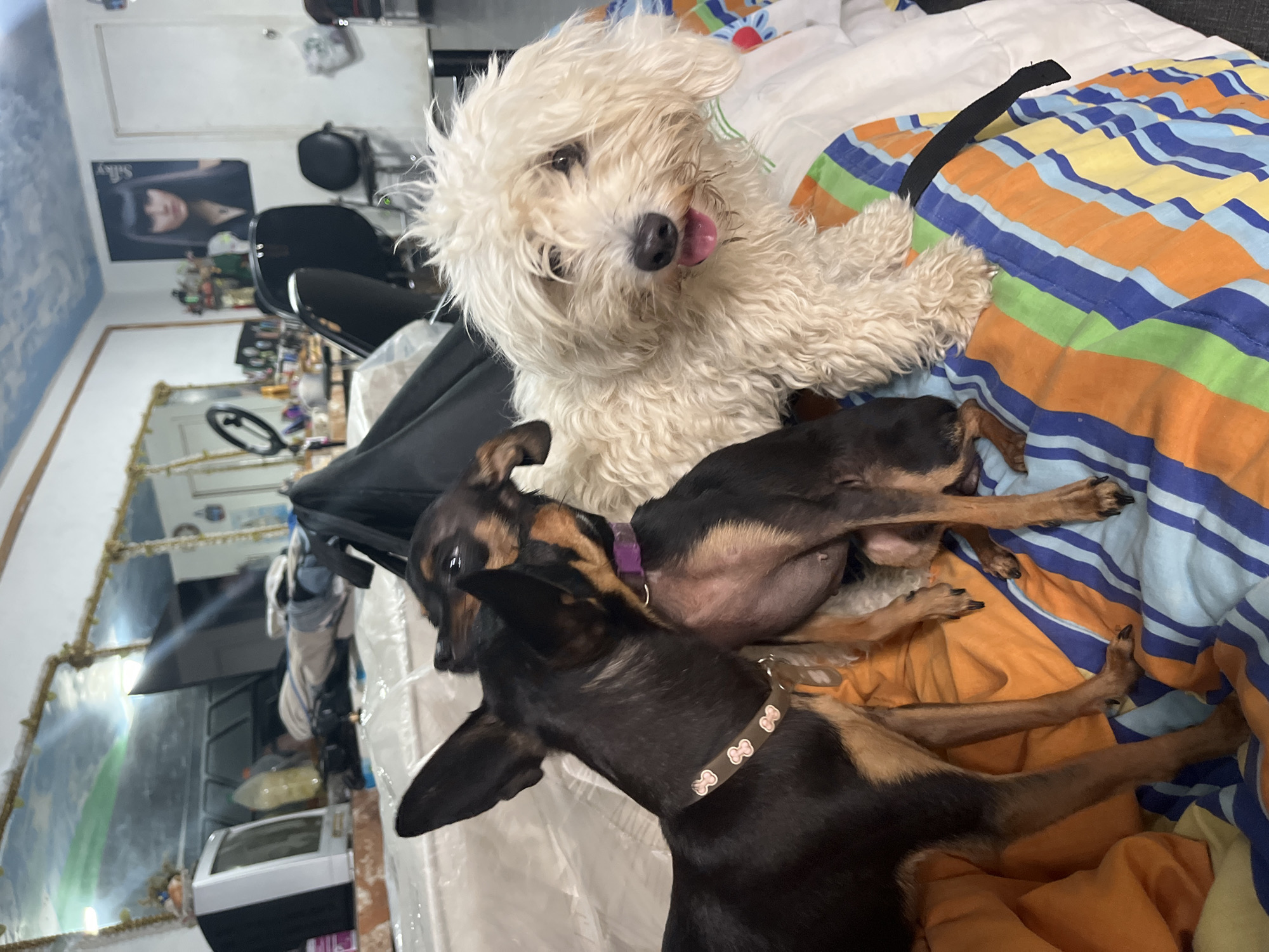 Pet owner documents quiet evening with small dogs