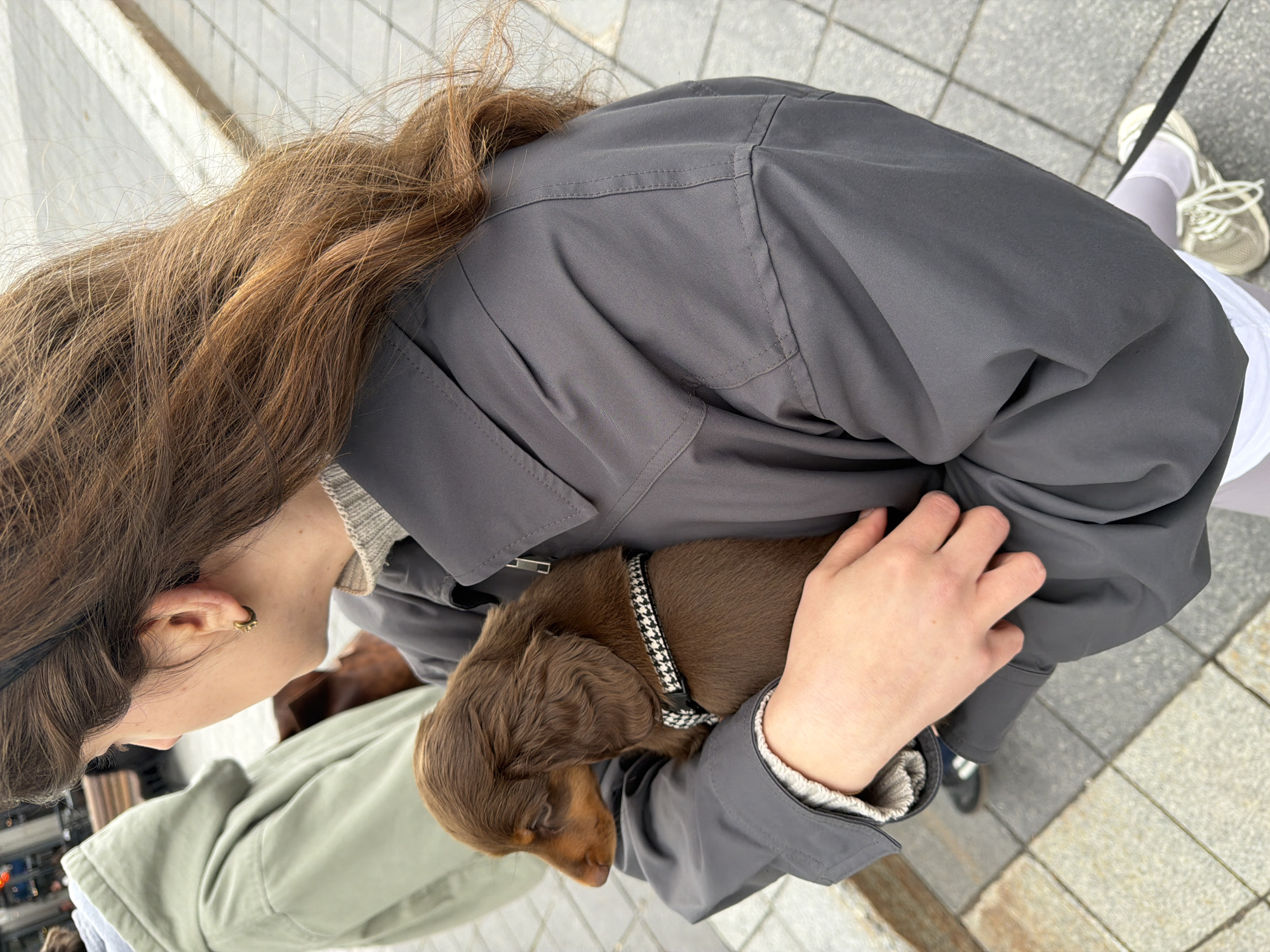 Dog walkers spotted on Montreal street with small pets