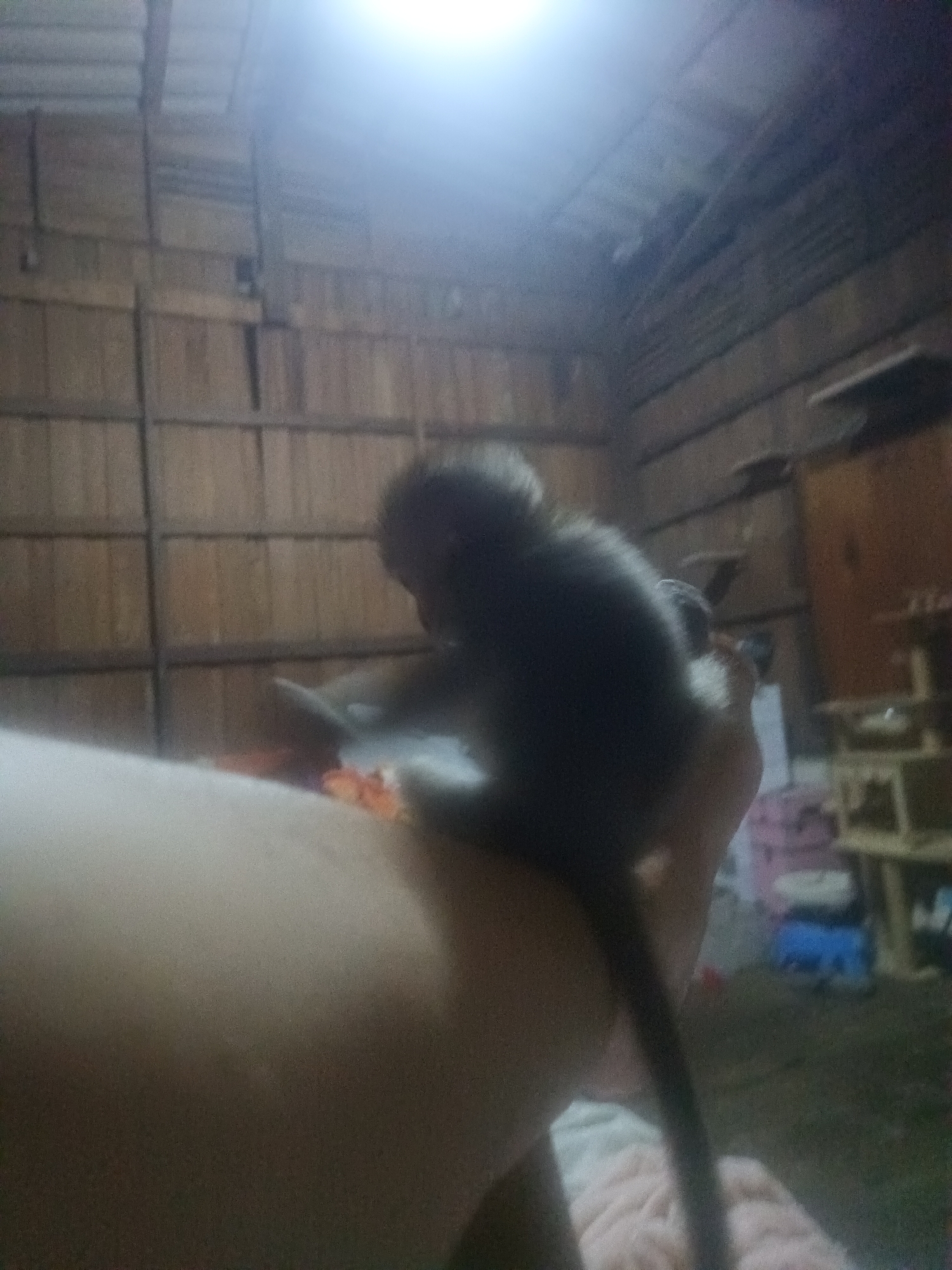 Human-animal encounters documented across Thai villages