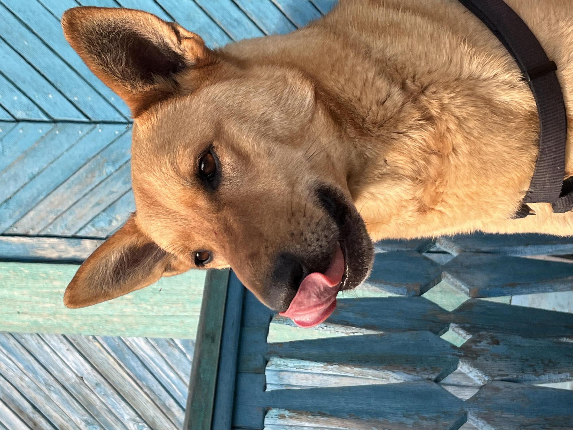 Dogs and cat spotted around Nizhny Tagil residences