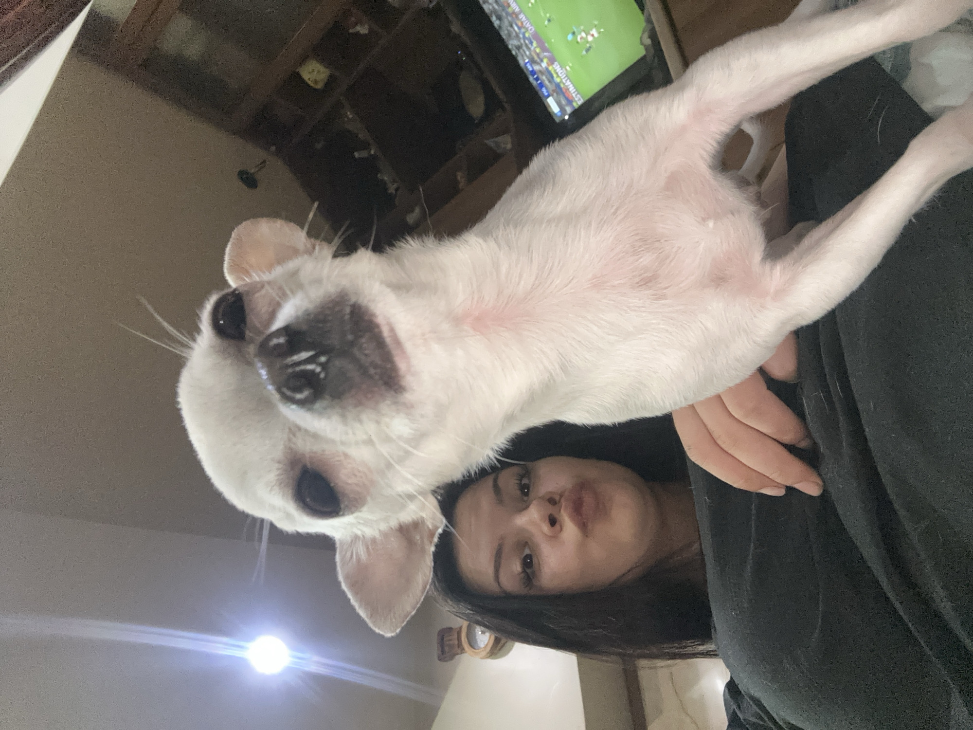 Woman takes selfies with white Chihuahua in Sliven, Bulgaria