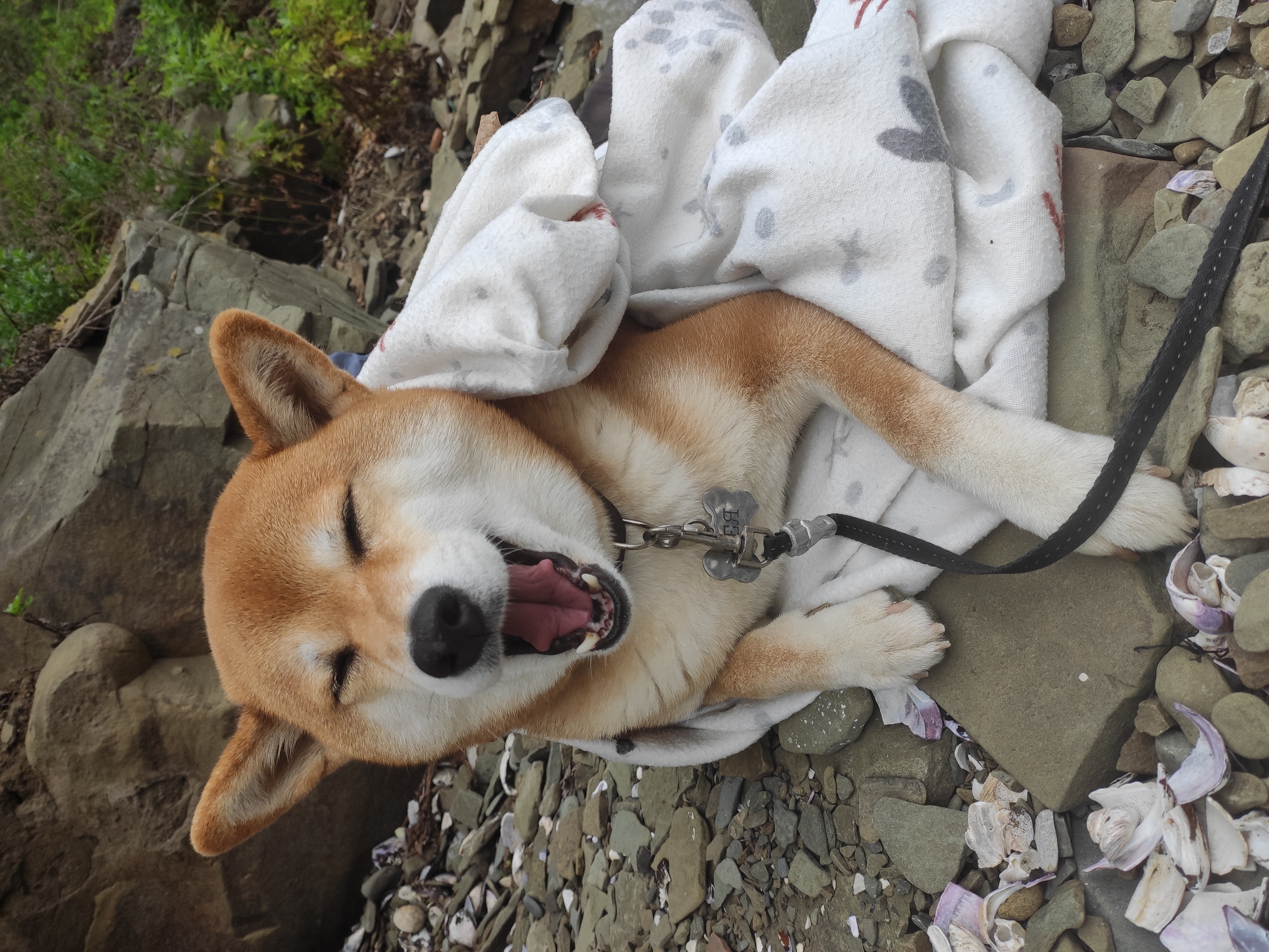 Shiba Inu and tide treasures on a Russky Island shore