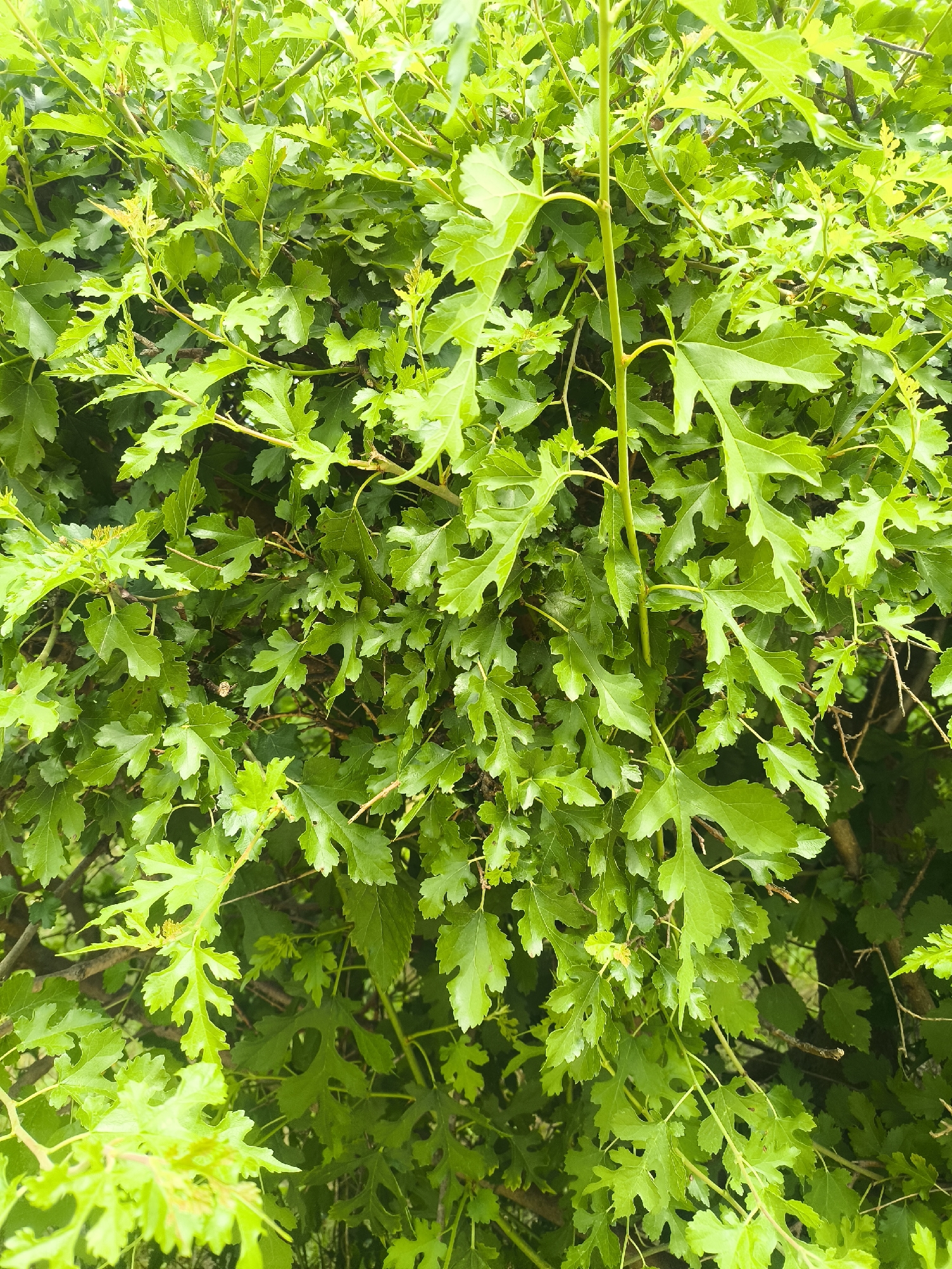 Summer vegetation survey along the edges of Yasnohorodka, Ukraine