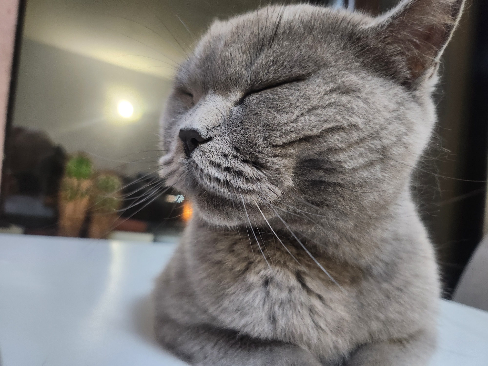 Grey cat relaxes and feeds during evening in Bulgarian home