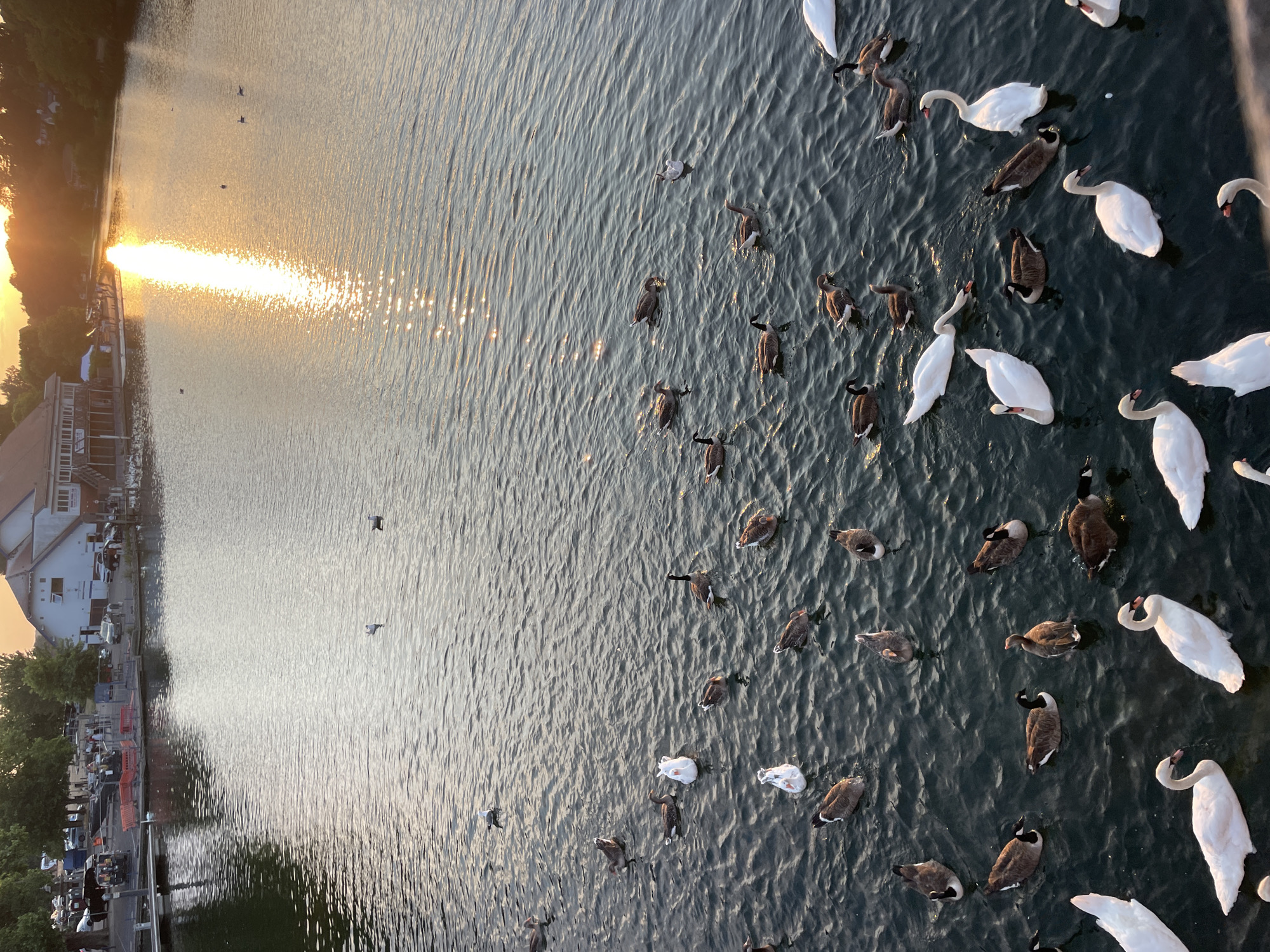 Sunset on the River Kennet with waterfowl at dusk