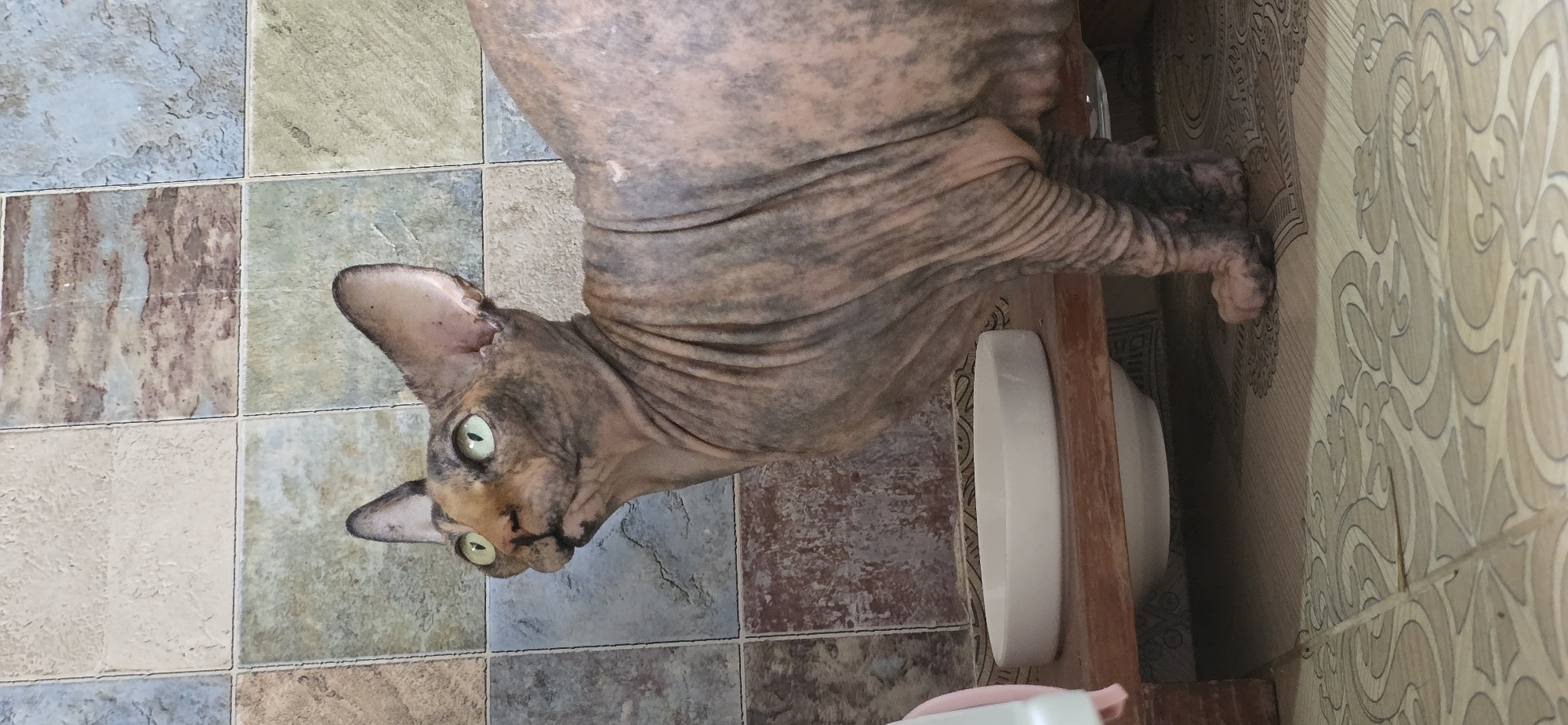 Sphynx cat at home in Baku, up close and personal