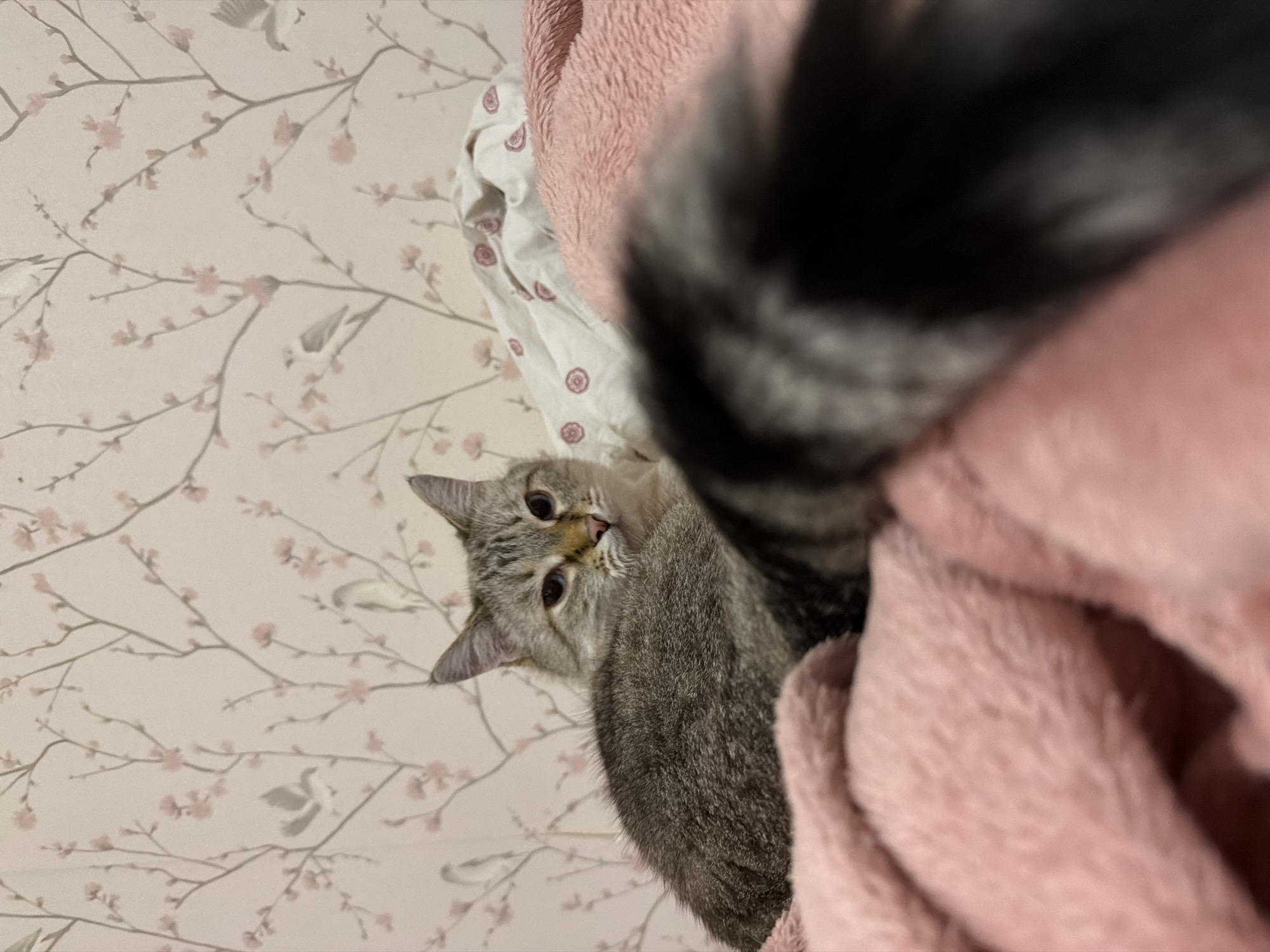 Cats at home and Moscow apartment towers after dark