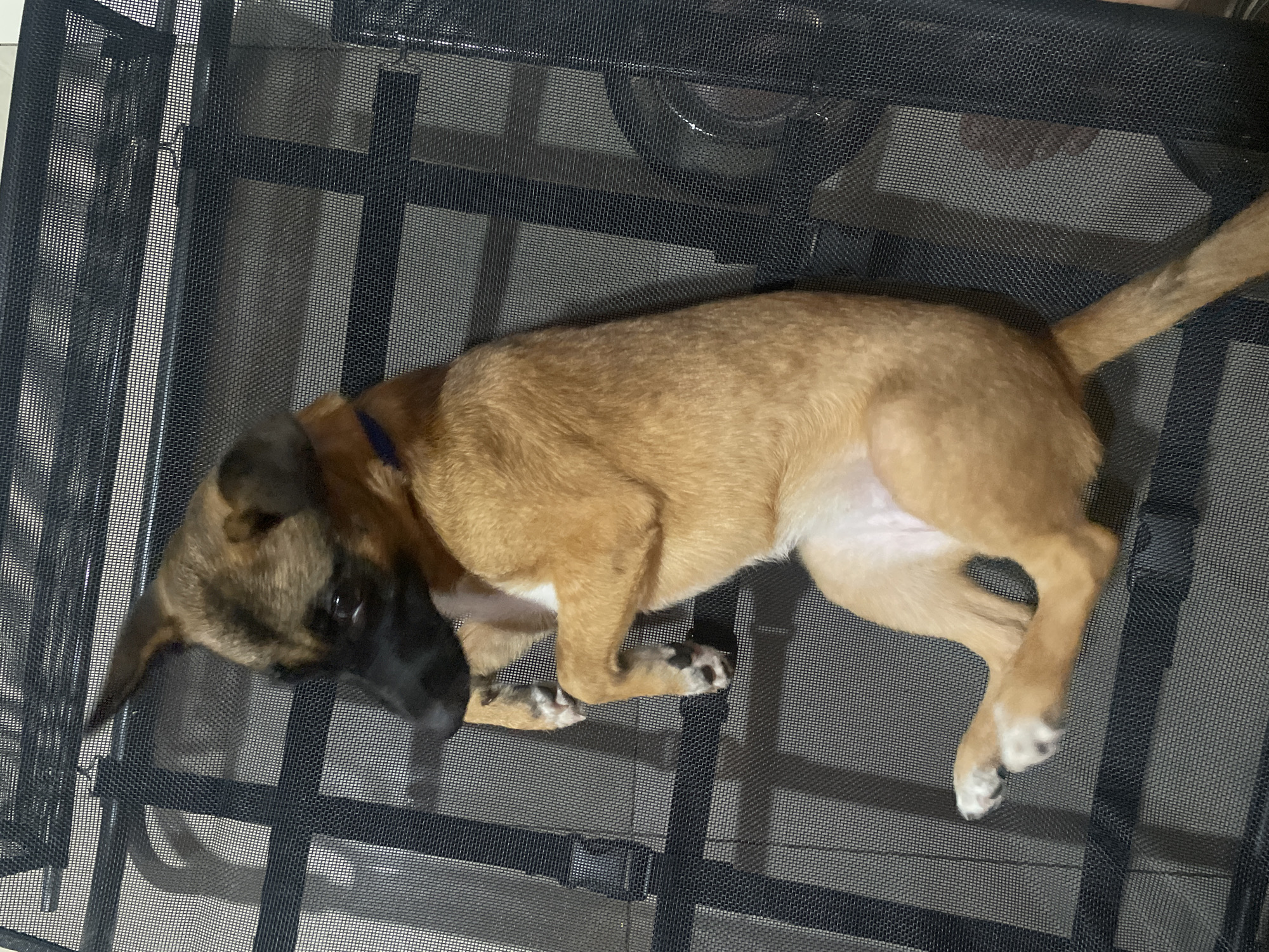 Puppy enjoys belly rubs on outdoor furniture in Davao