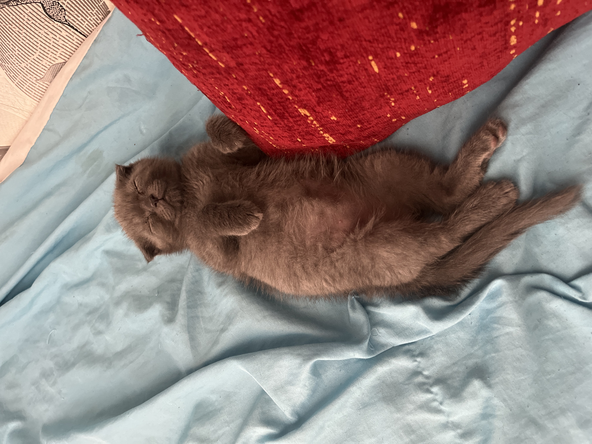 Gray kitten naps belly-up on a light blue sheet