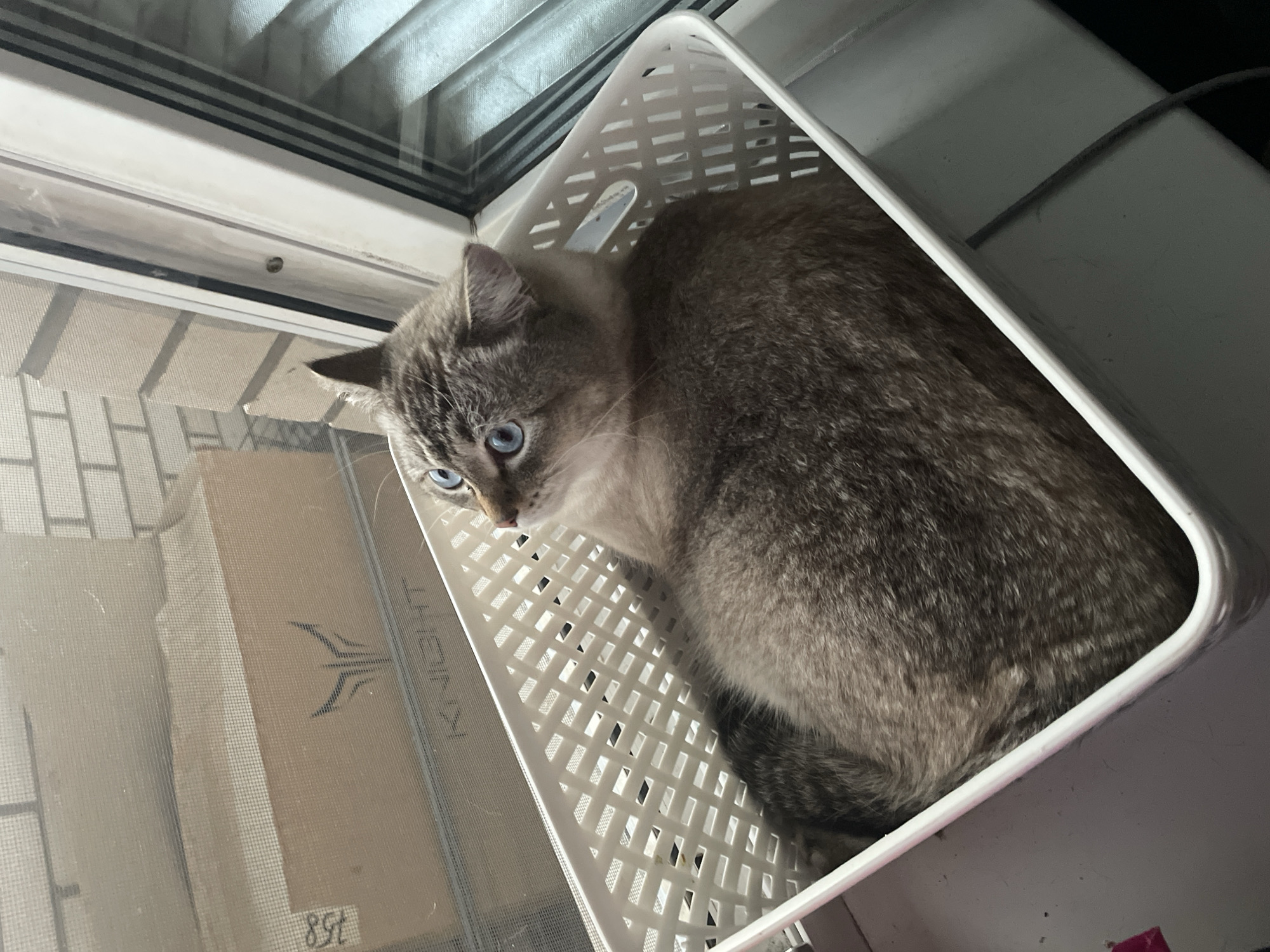 Blue-eyed tabby cat and cloudy Votkinsk rooftop views