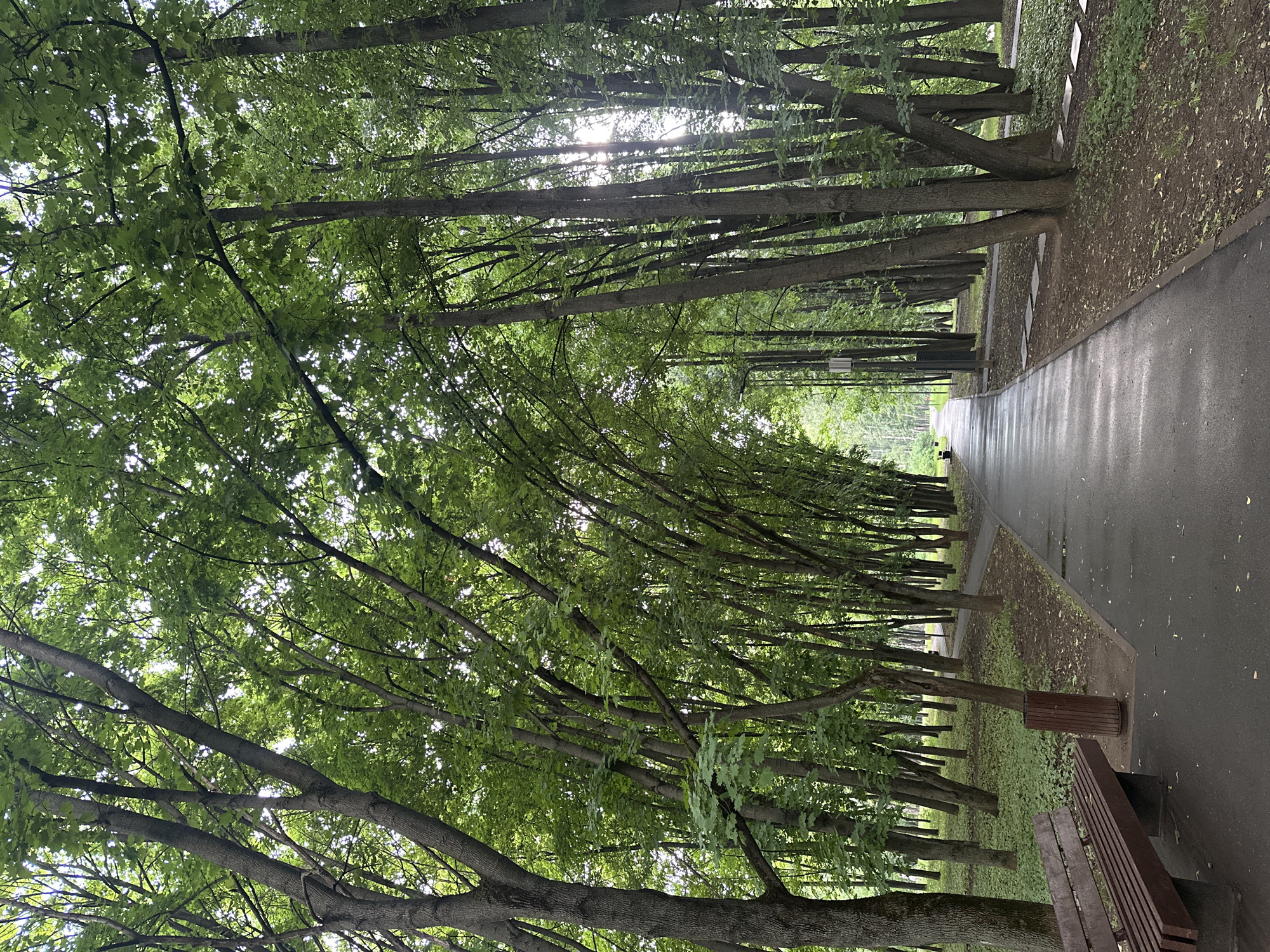 Park visitor documents squirrels, pathways in Khimki forest