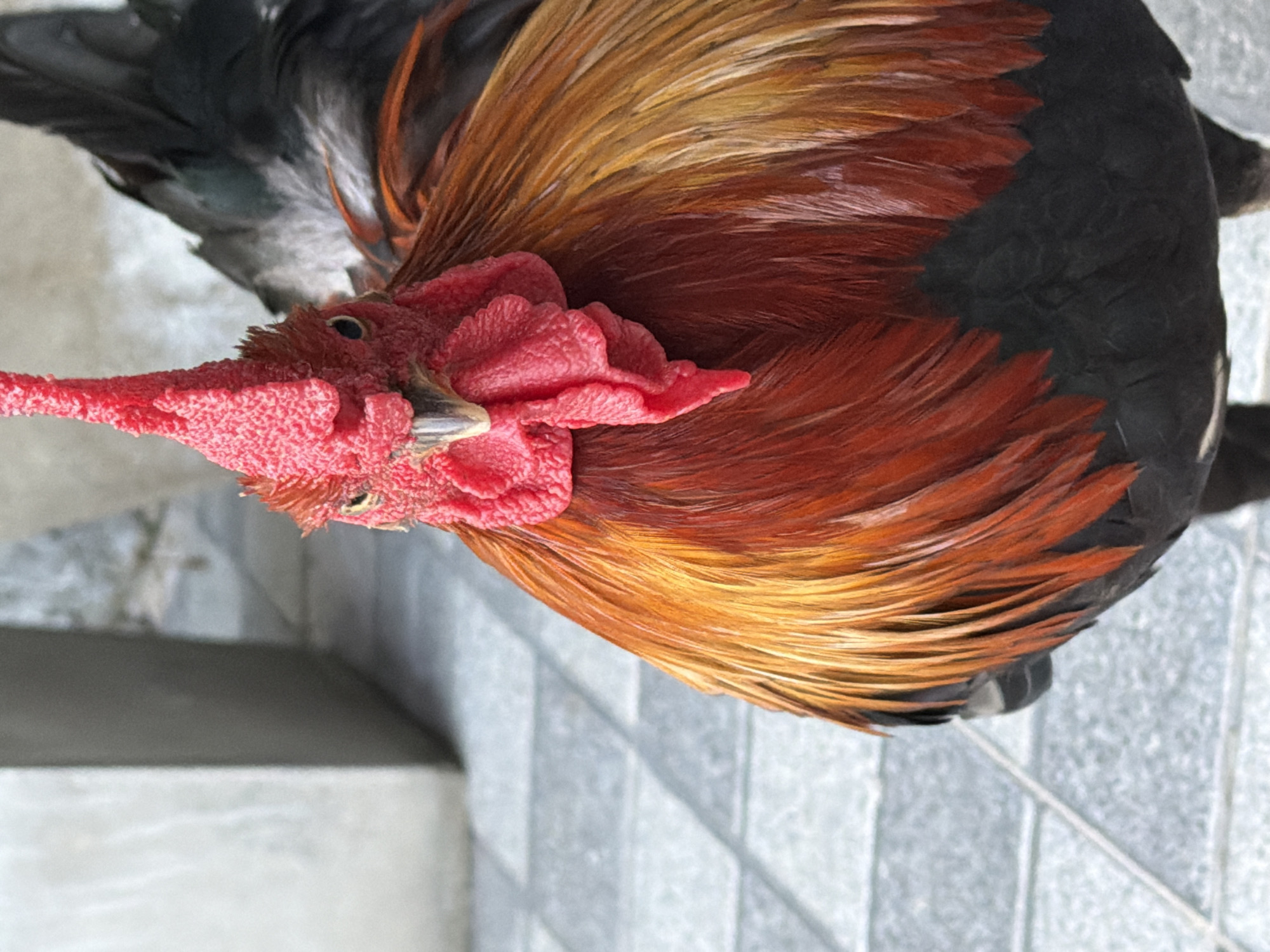Rooster on a patio in Baan Bo Phut, sketched and photographed