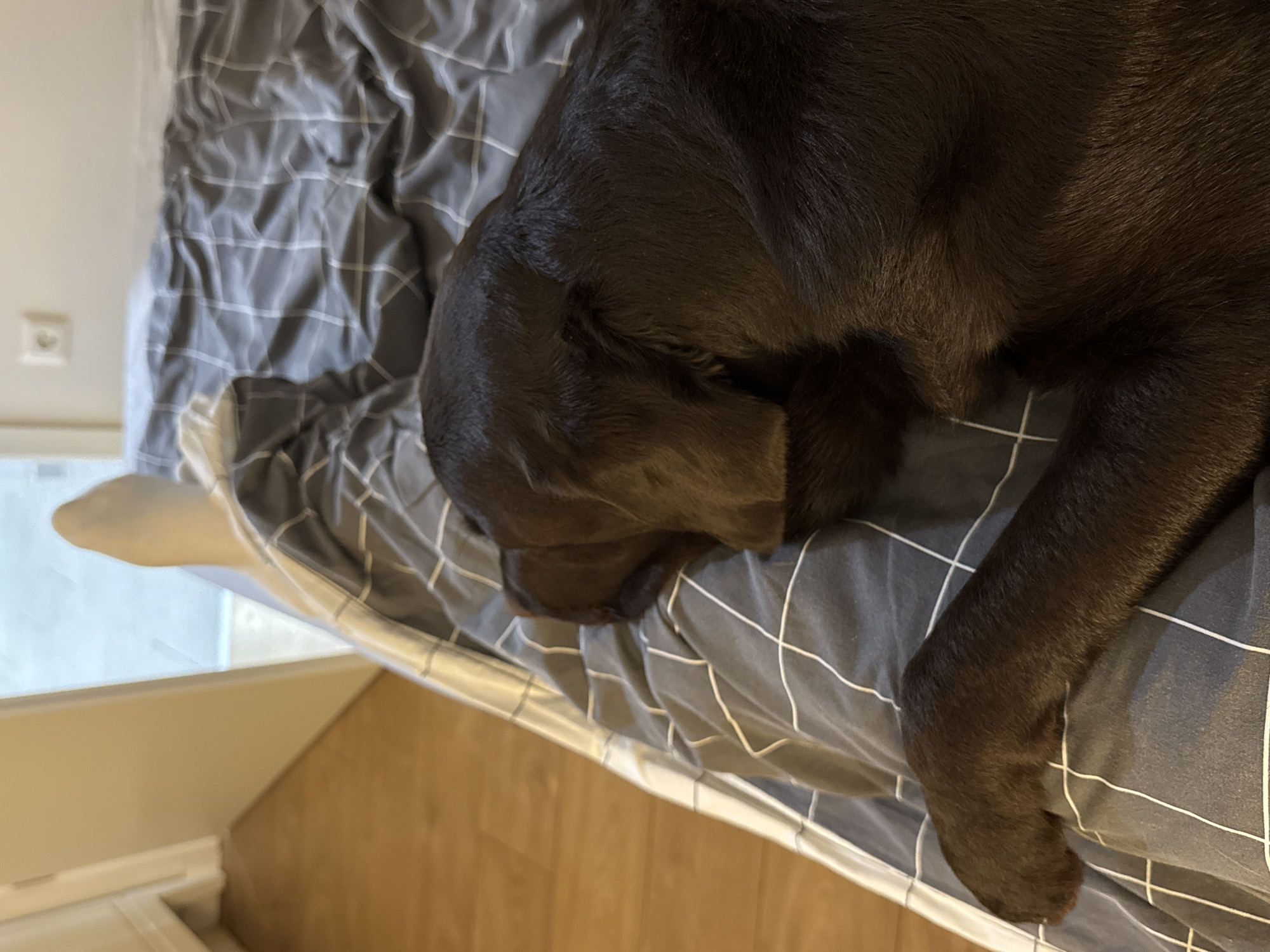 Chocolate Labrador rests on checkered bedding in Budapest home