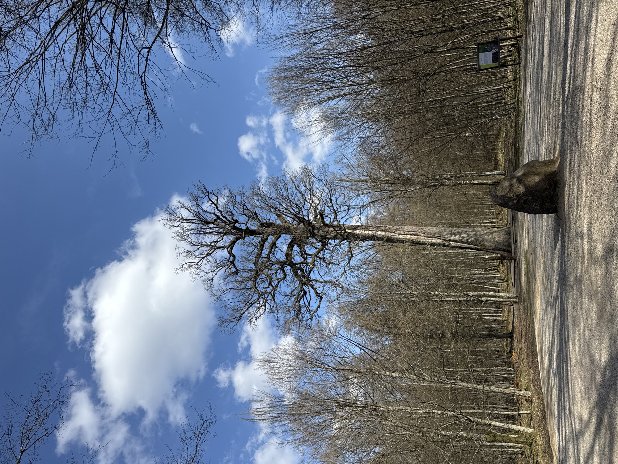 Cyclist pauses for nature photography in Belarus forest park
