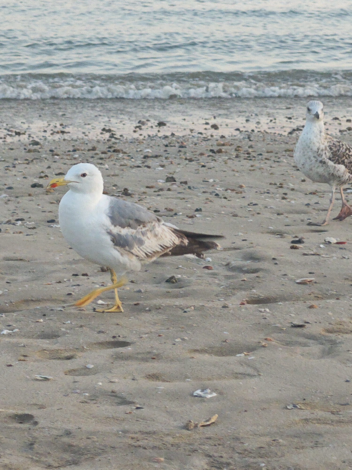 Seagulls strolling a sandy beach on the Spanish coast