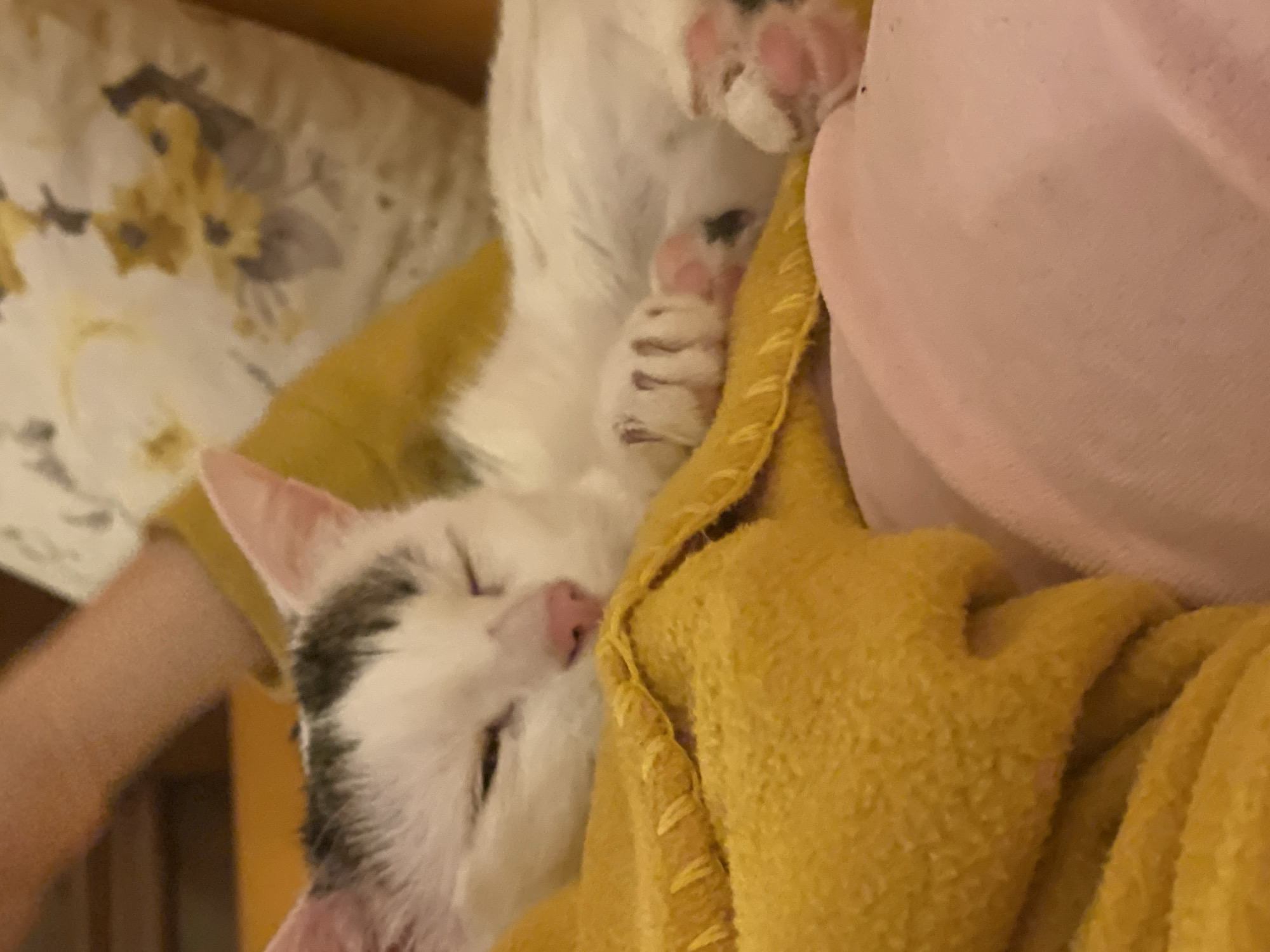 Cat sleeps peacefully in yellow blanket in Sofia