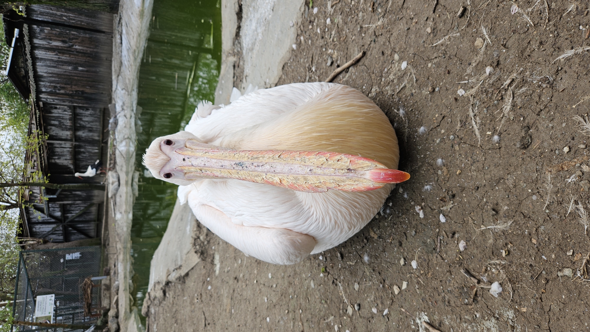 White pelican rests in outdoor enclosure in Stara Zagora