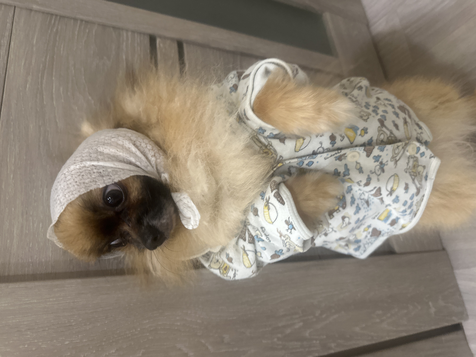 Pomeranian dressed up in pajamas and headscarves