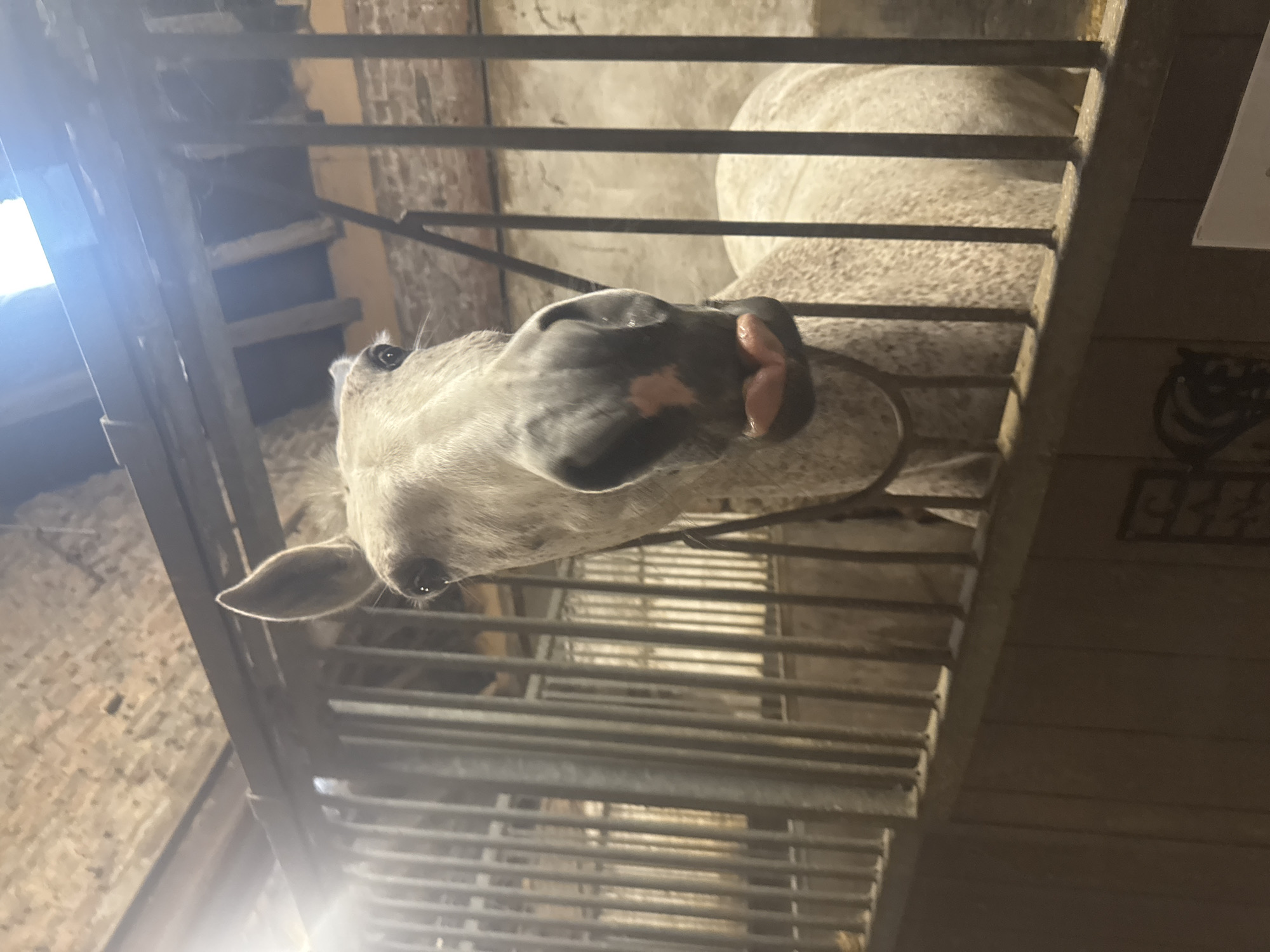 Routine equestrian activity documented at Belgian riding facility