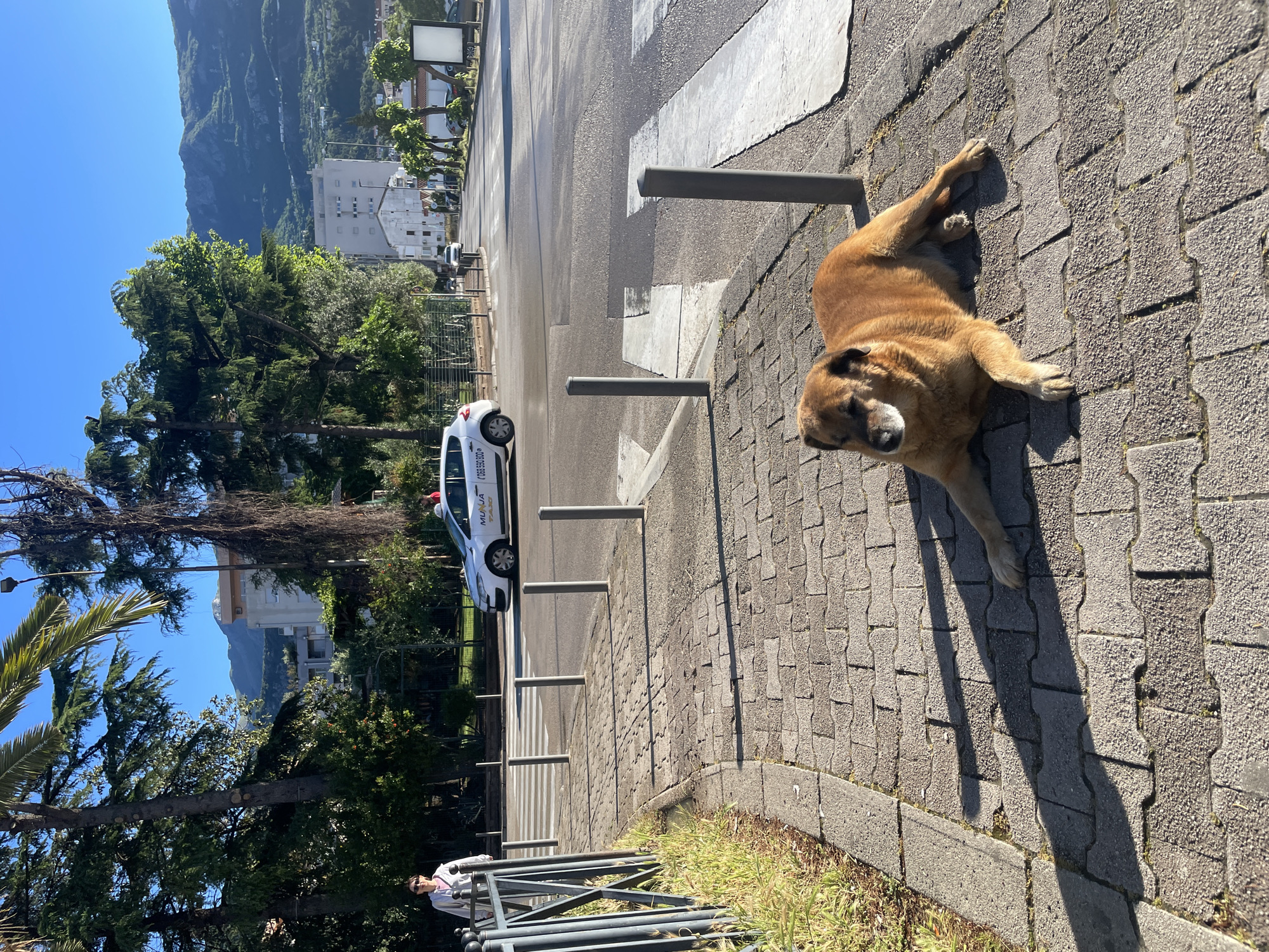 Dog rests on sidewalk near crosswalk in Budva