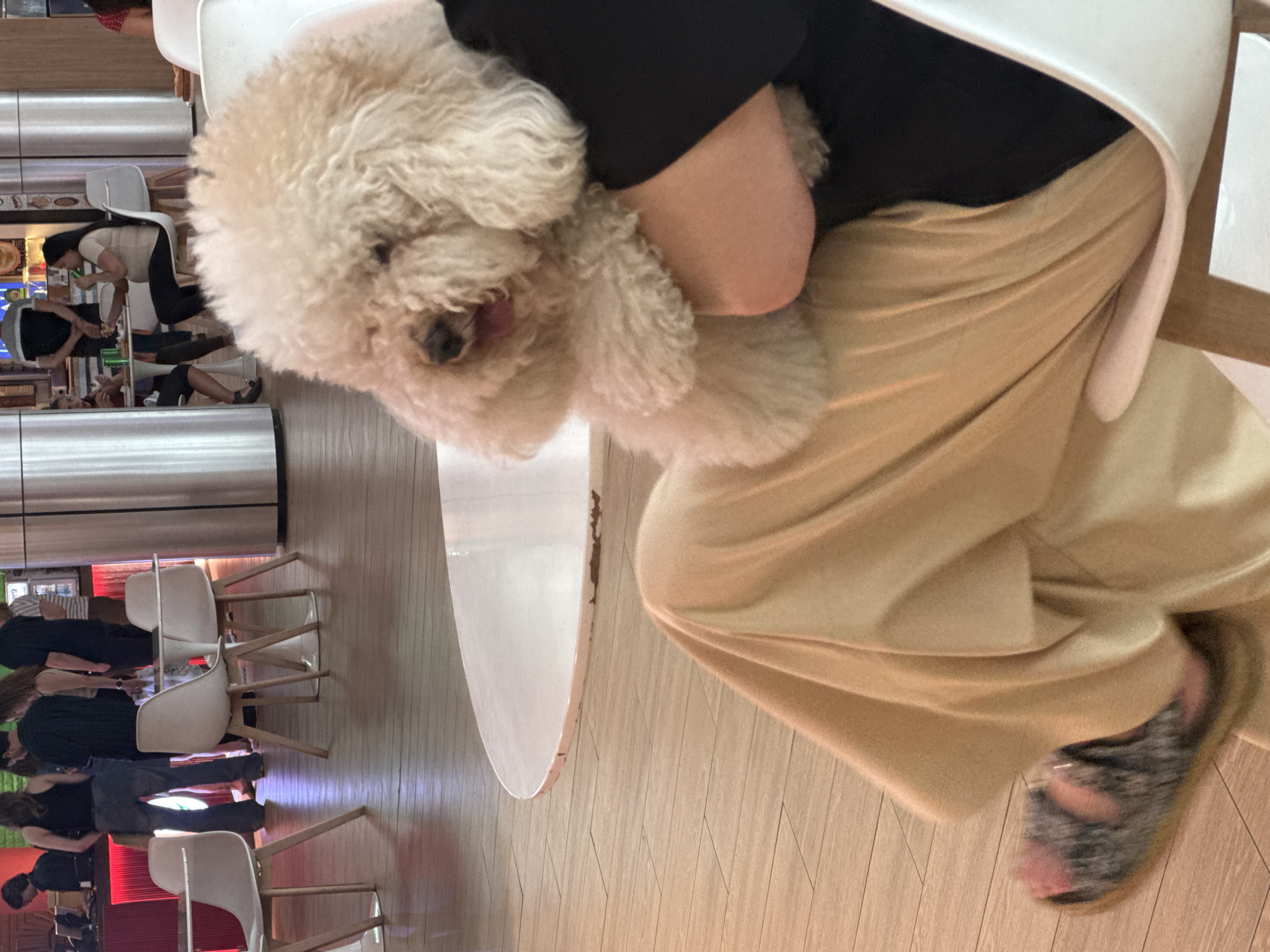 Fluffy white poodle cradled in arms on a Tbilisi afternoon