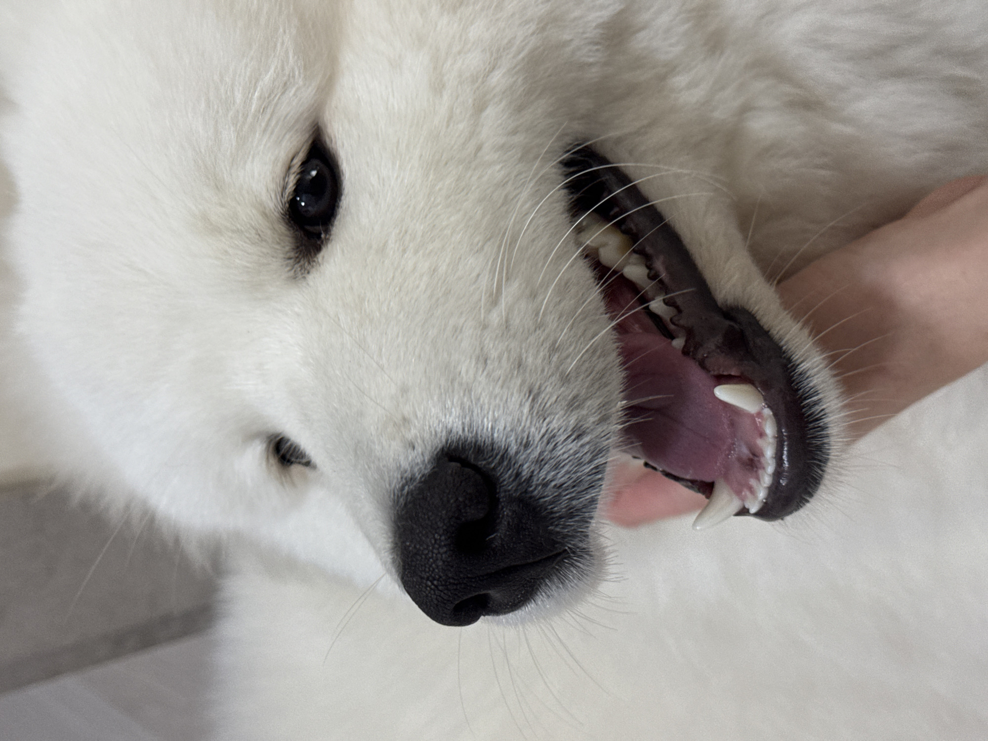 Woman shares quiet morning moments with Samoyed in Chaikovsky