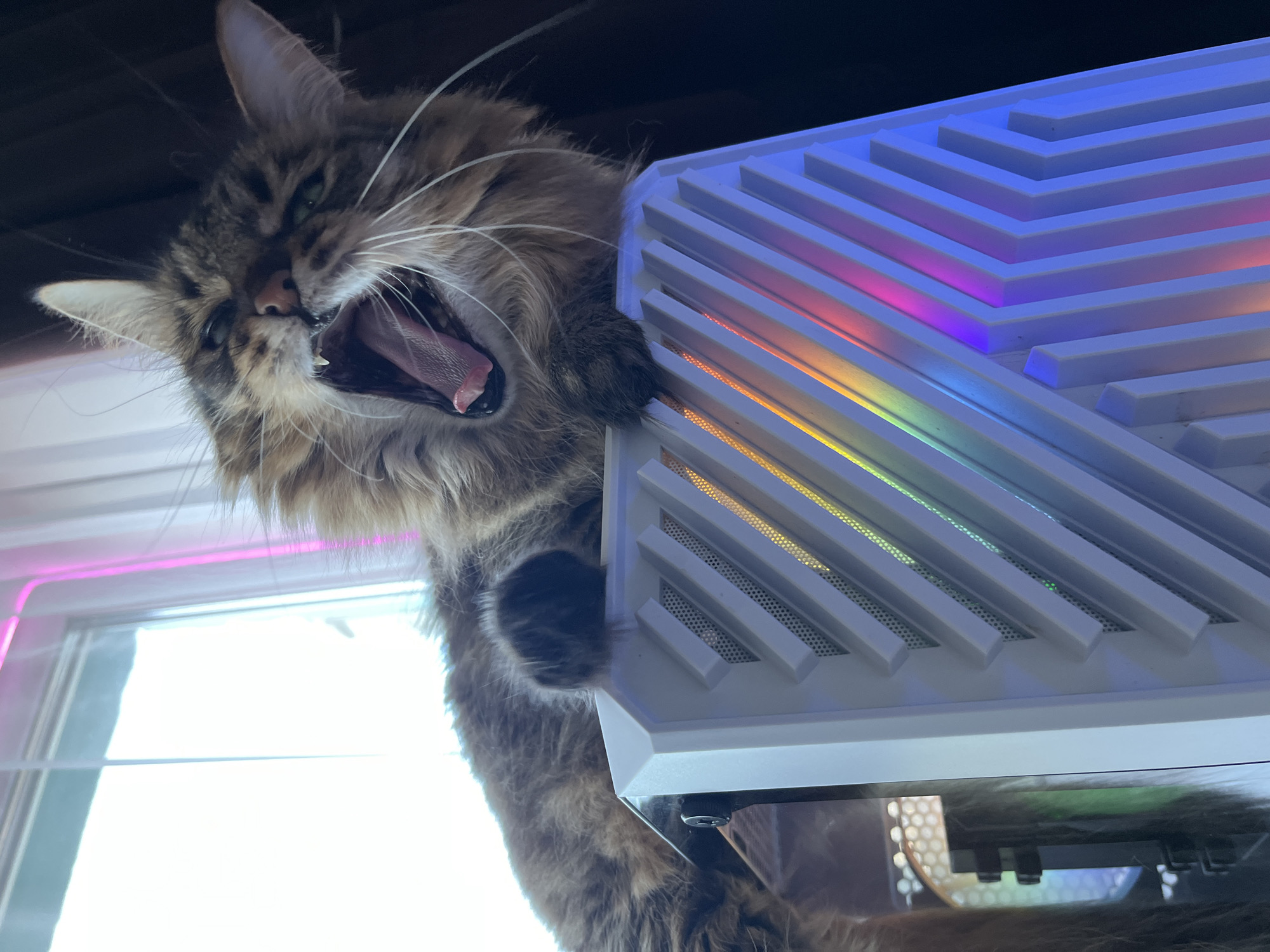 Tabby cat hangs out on a glowing PC in Babruysk
