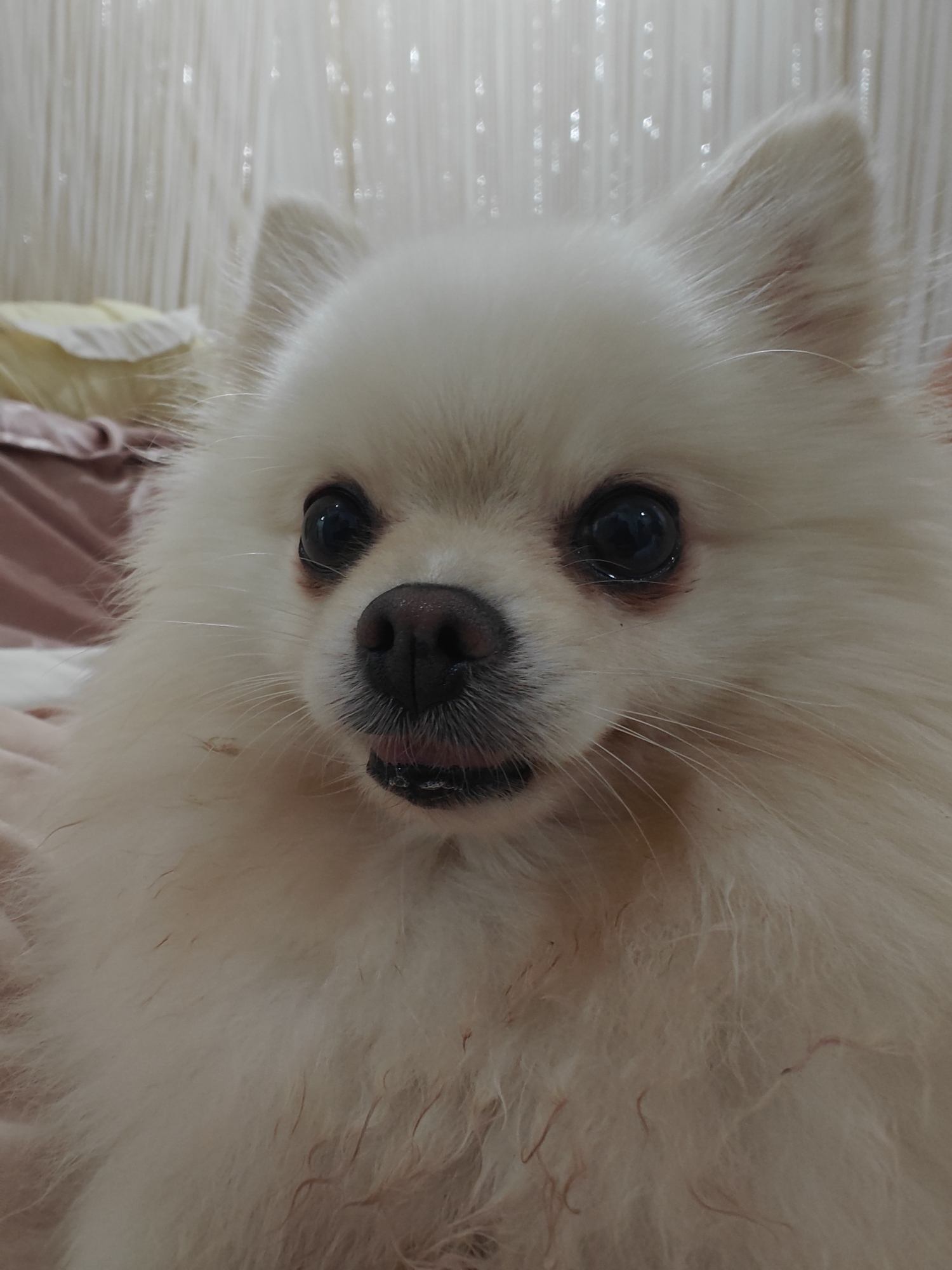 Pomeranian snapshots and motivational quotes from Nha Trang
