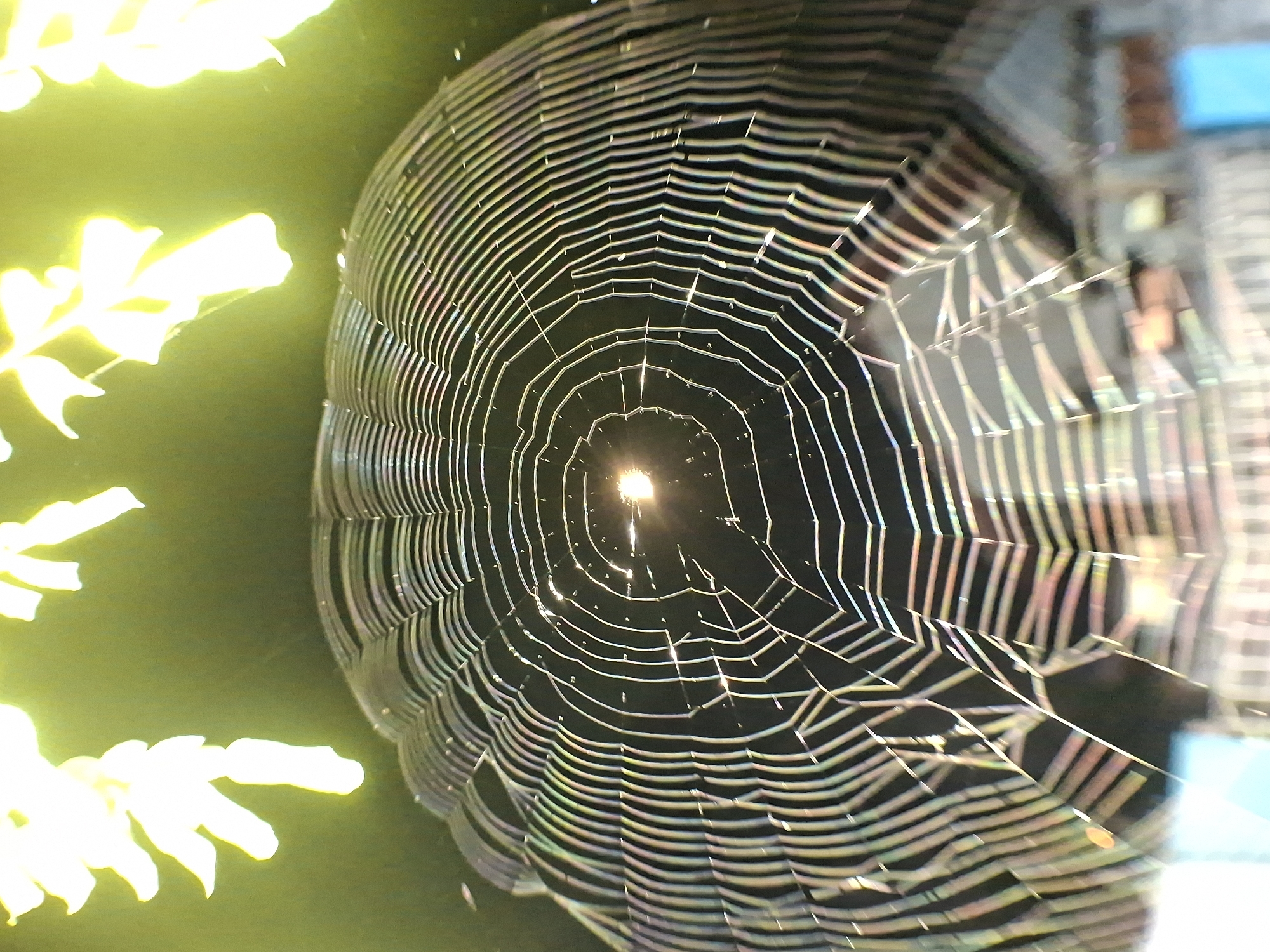 Spiderweb photographed in detail in Lhokseumawe, Indonesia