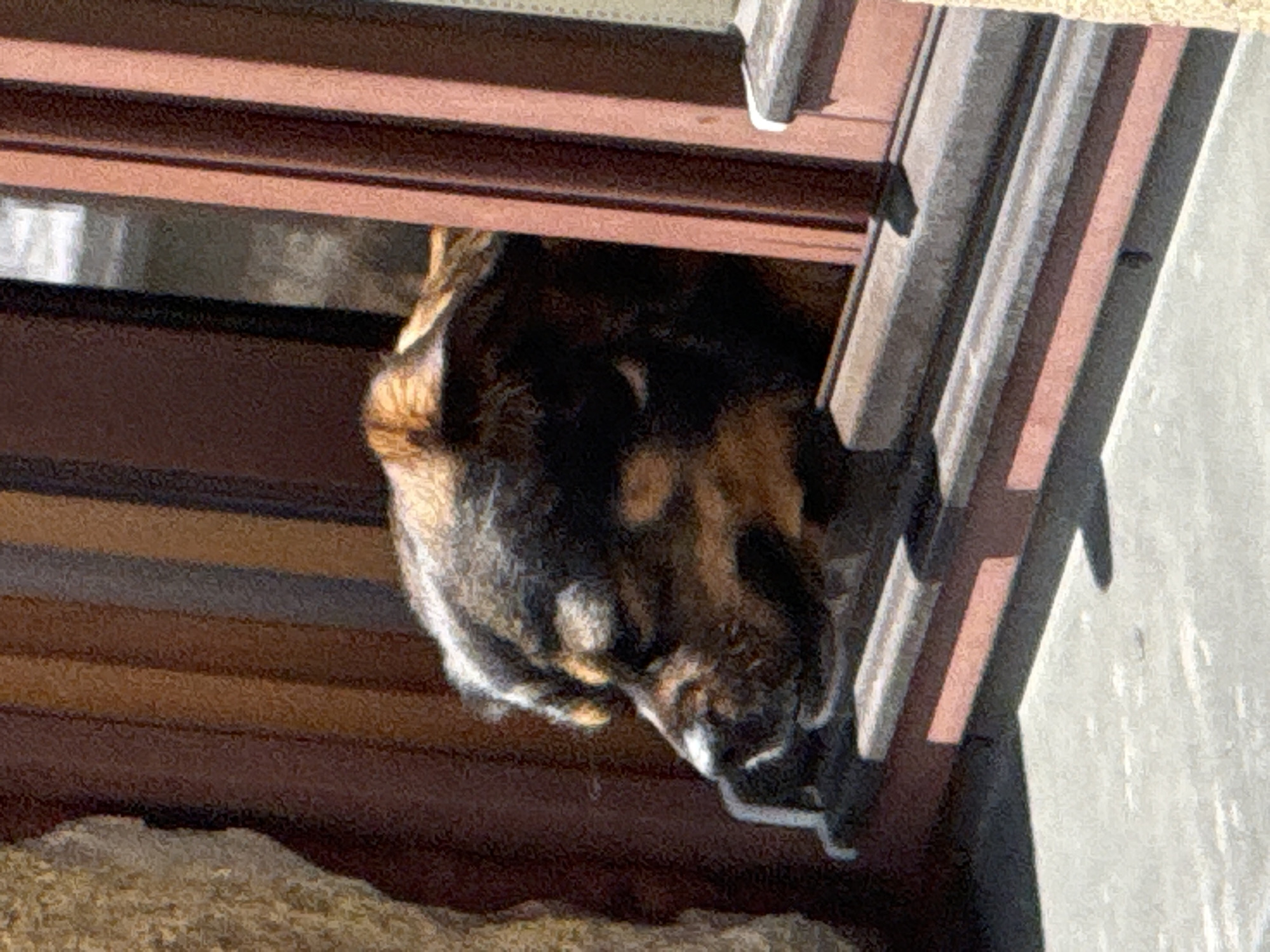 Quiet Riga morning: dogs, rooftops, and home cooking