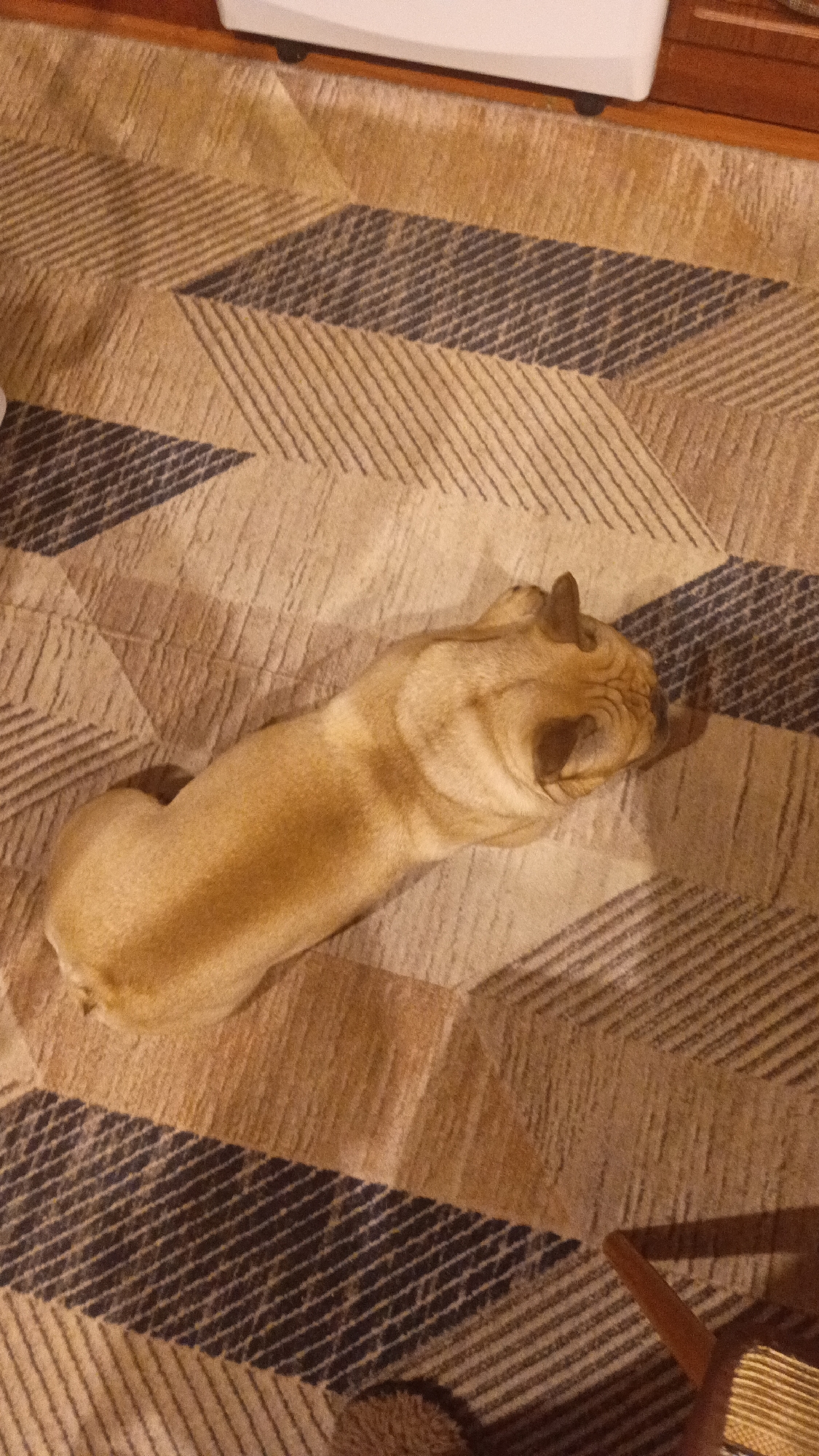 French Bulldog observed in various indoor positions in Donino residence