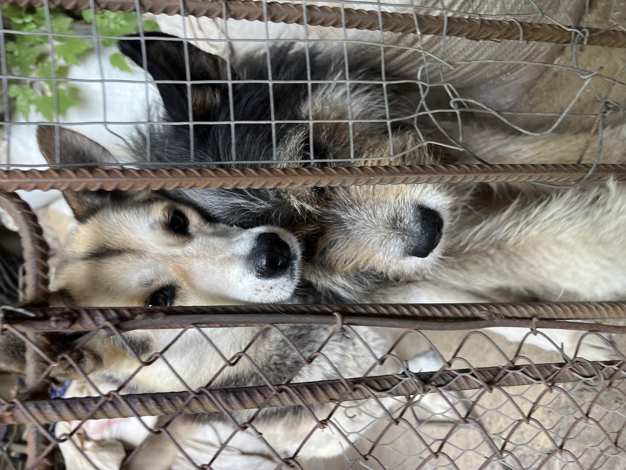 Dogs at the fence, rustic outdoor BBQ spot in the sun