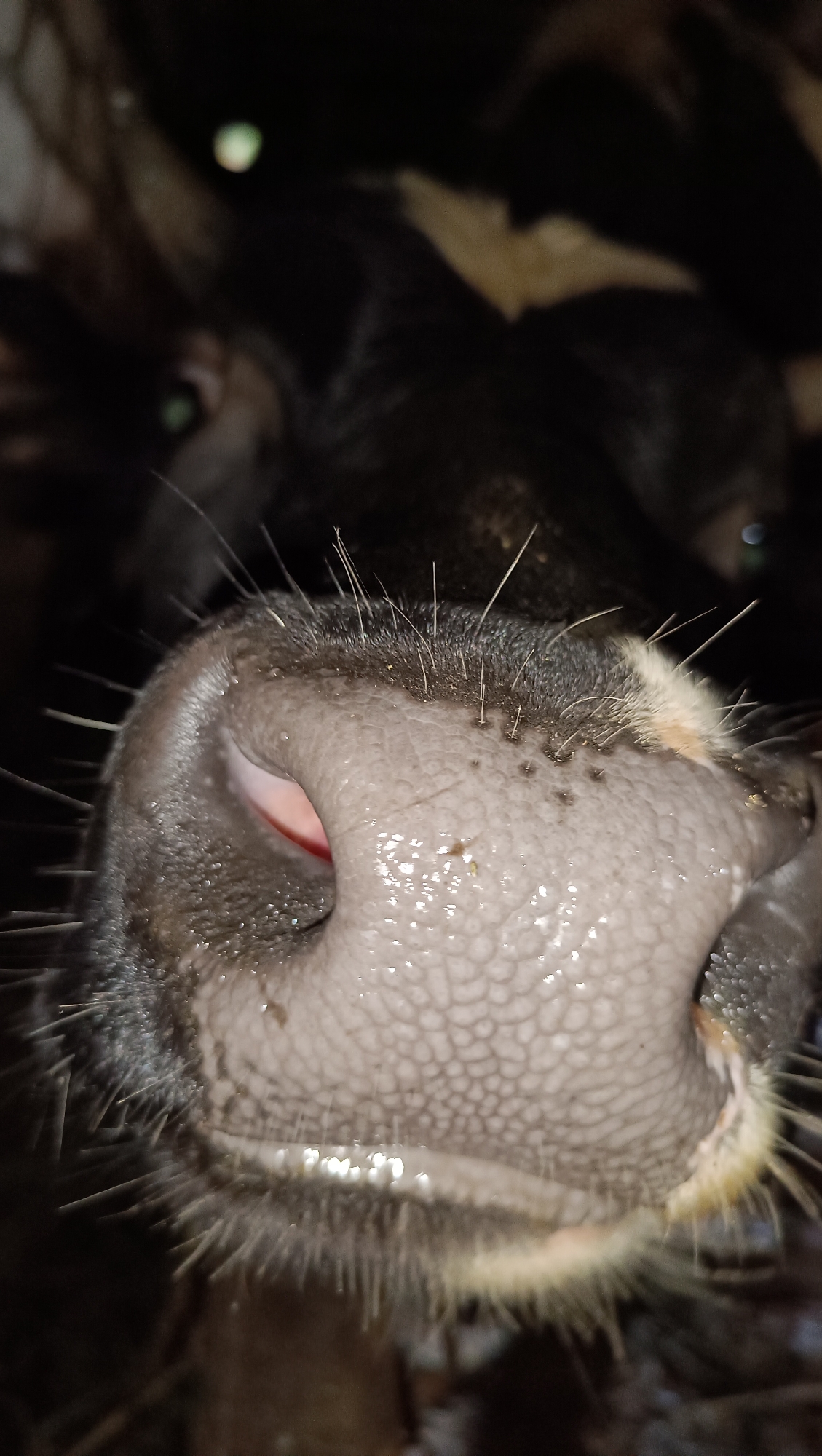 Cows, nesting swallows, and backyard blooms up close