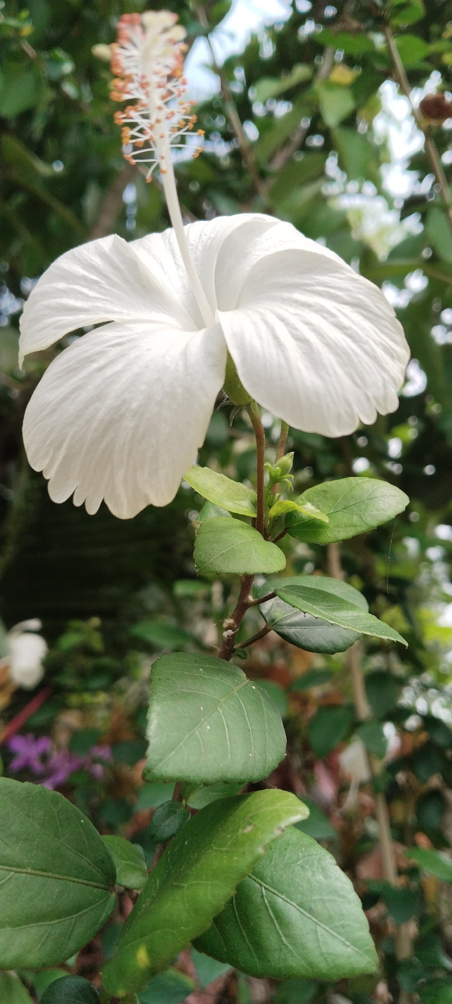 Macro shots of tropical flowers in Meunasahhee, Indonesia