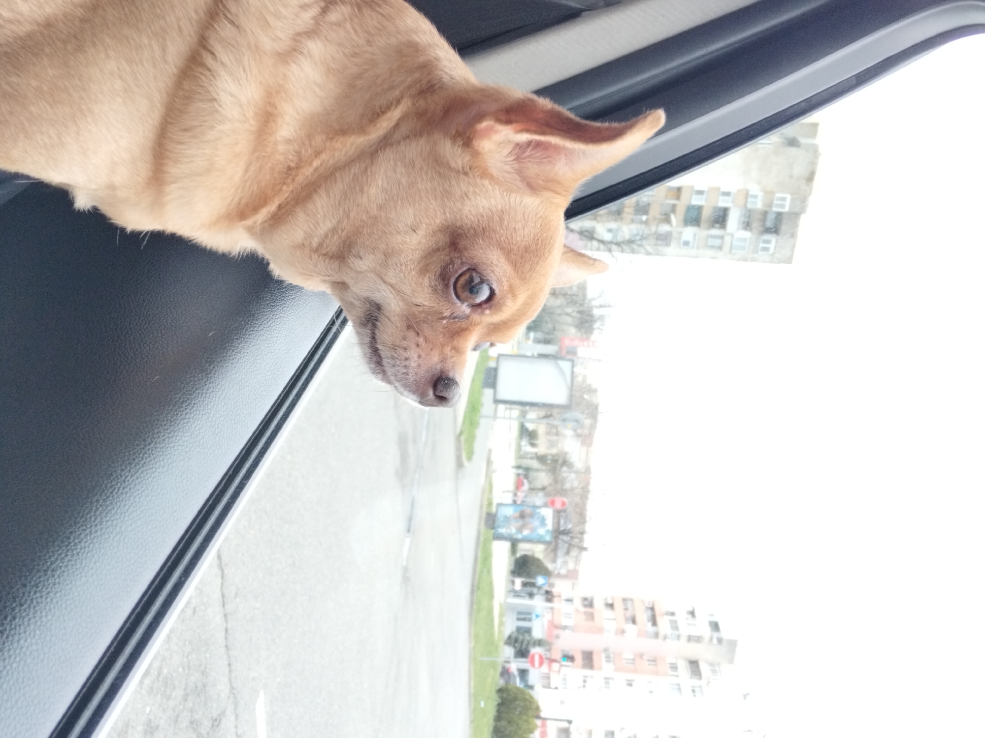 Chihuahua enjoys car ride in Nova Zagora, Bulgaria