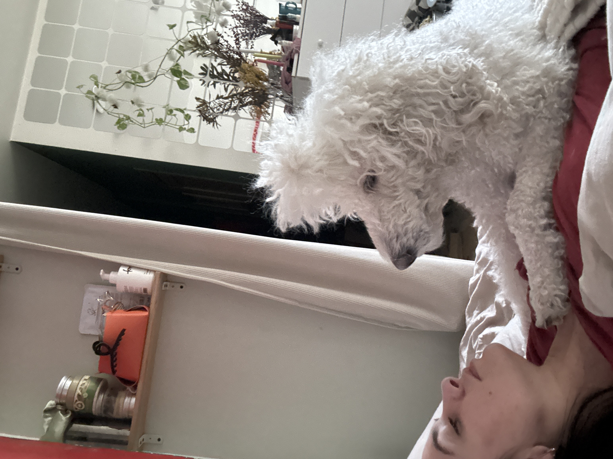Pet poodle Luna plays with owner during morning hours