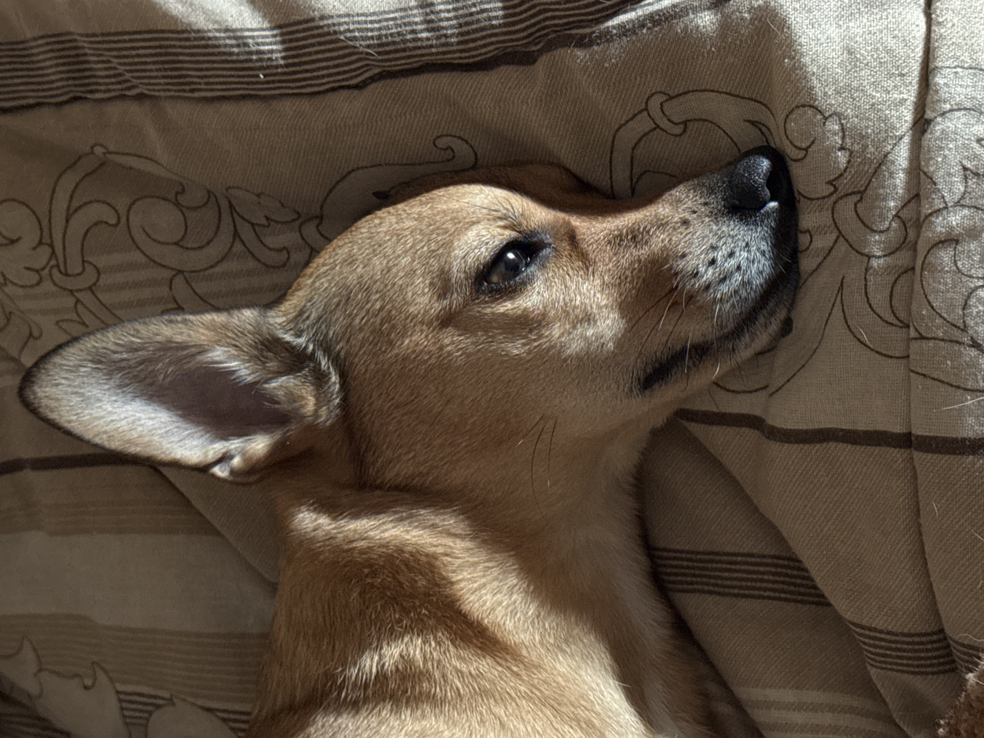 Small dog rests peacefully on patterned bedding in Plovdiv