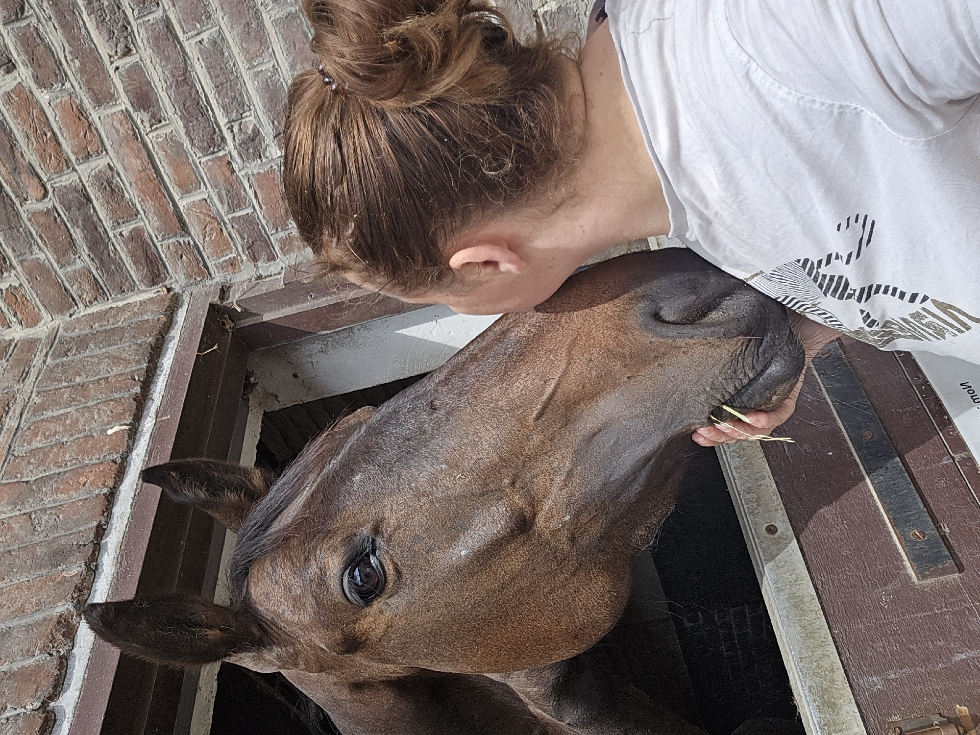 Person nuzzles brown horse at Belgian stable