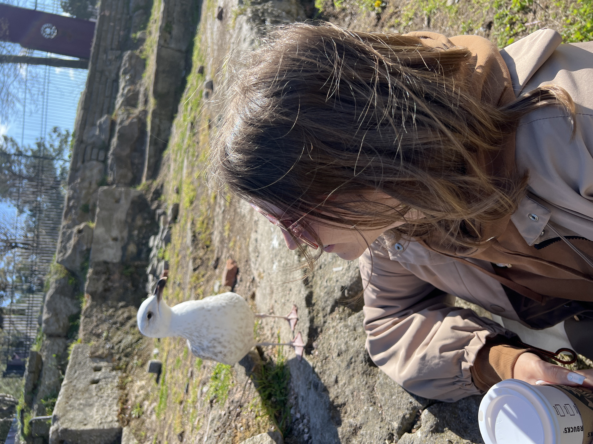 Seagulls spotted around Istanbul's historic Sultanahmet Square