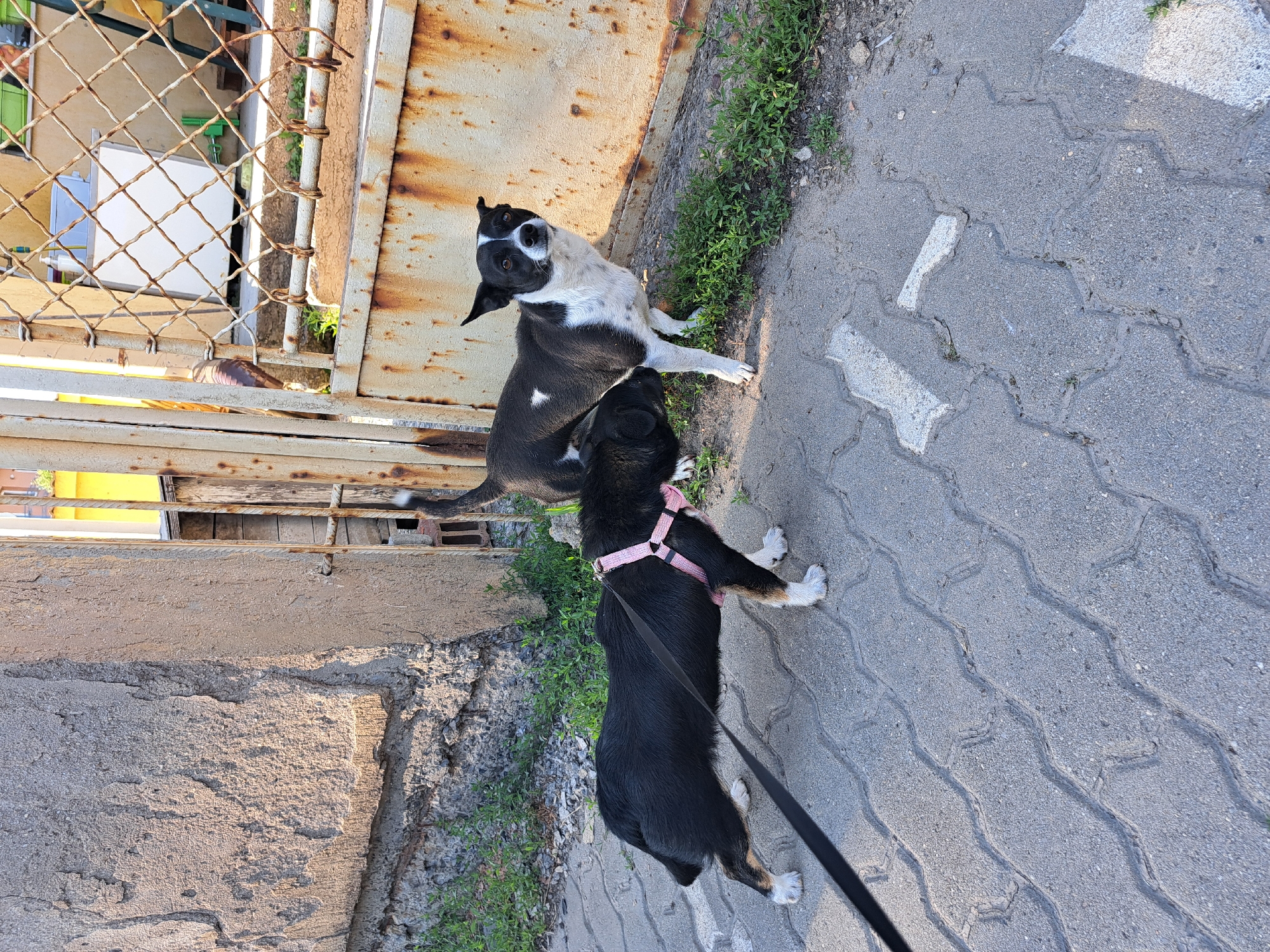 Afternoon dog walk and casual moments documented across four hours