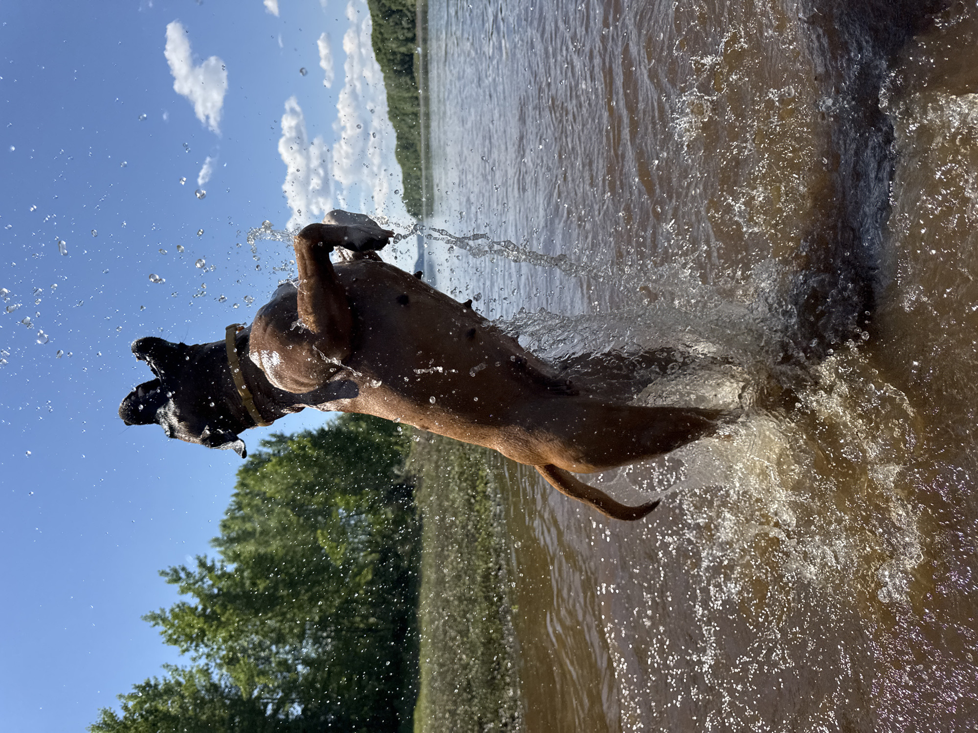 Dog repeatedly leaps from Kama River in playful water session
