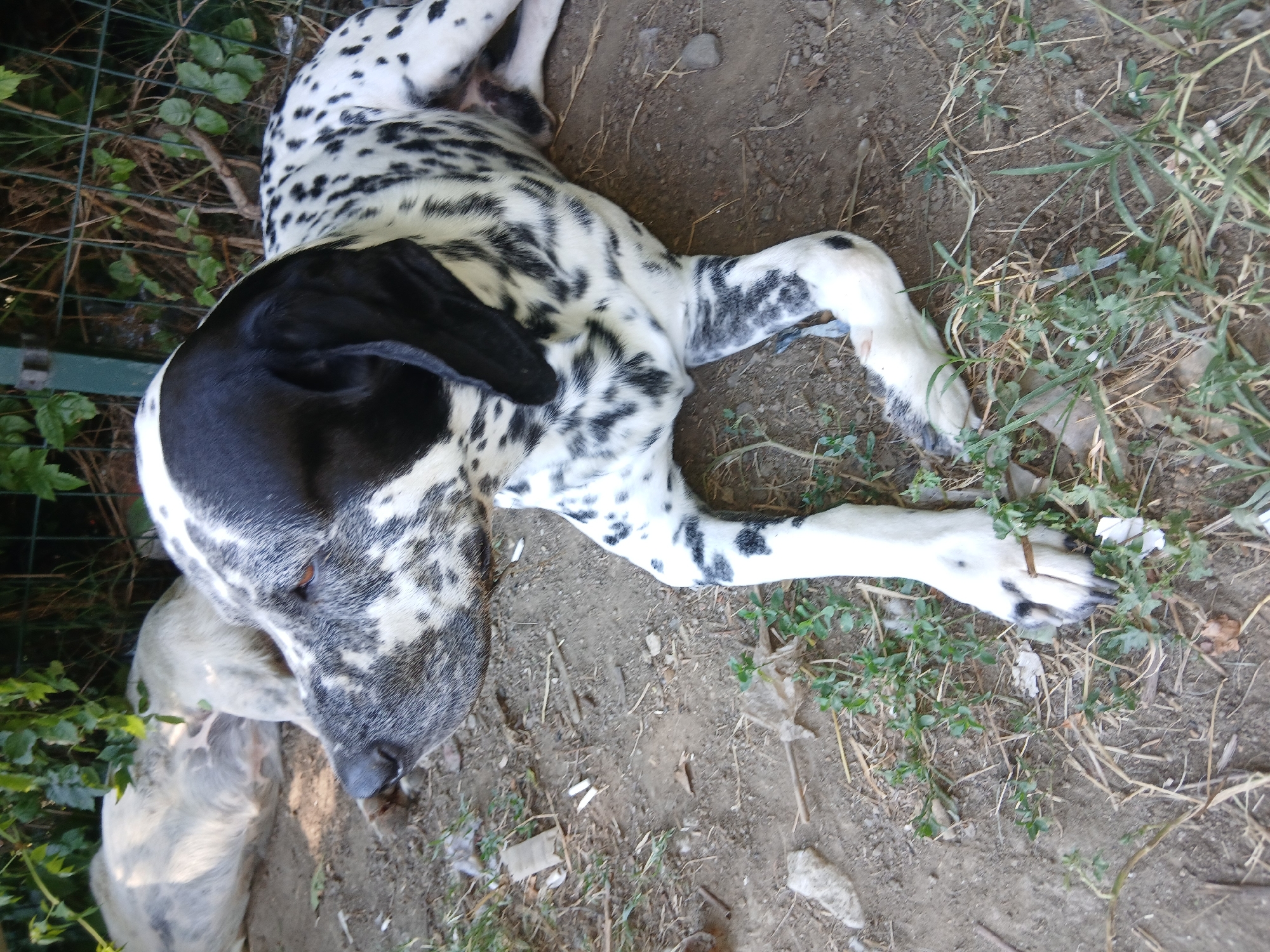 Morning outing with a Dalmatian in Plovdiv
