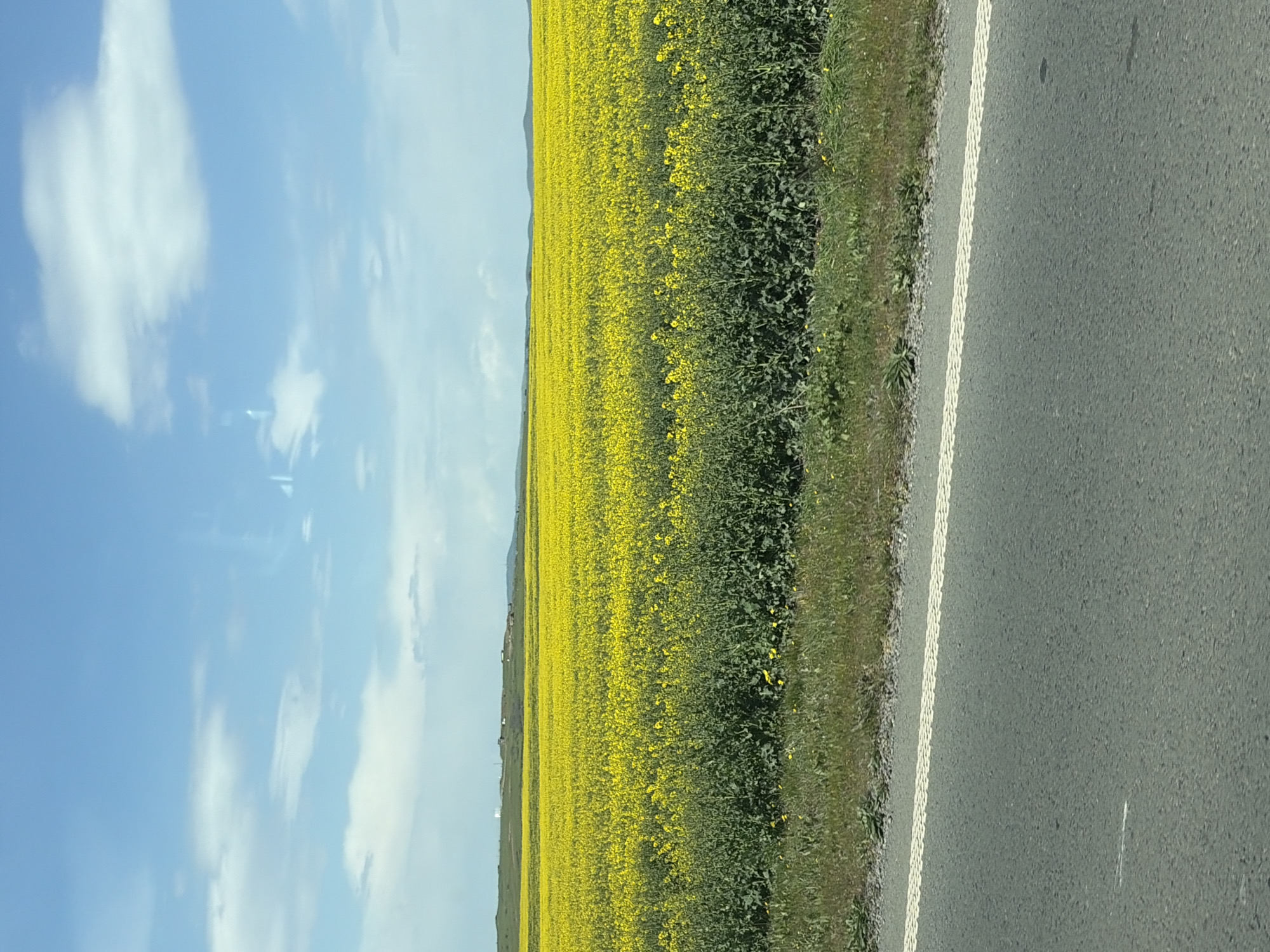 Yellow flower field blooms near Ravda, Bulgaria
