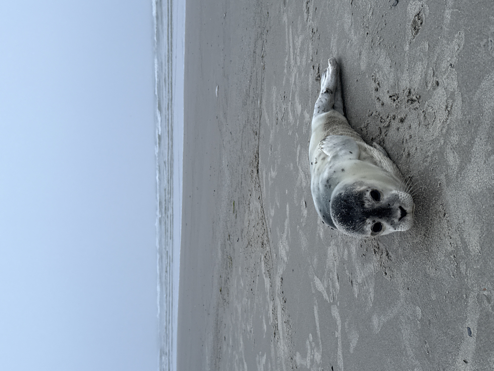 Seals on the sand and fog over Langeoog beach