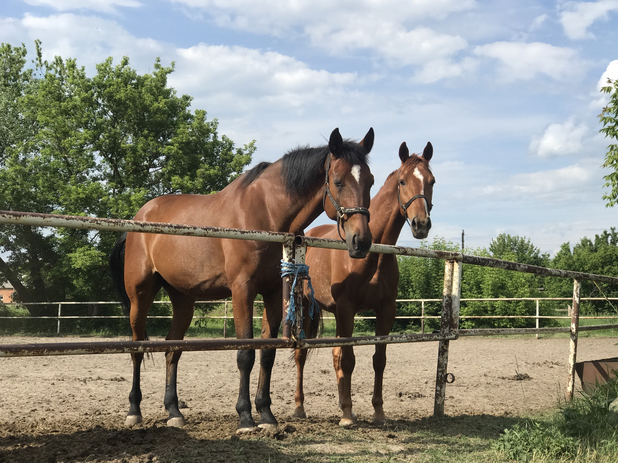 Child feeds horses at Kharkiv equestrian facility