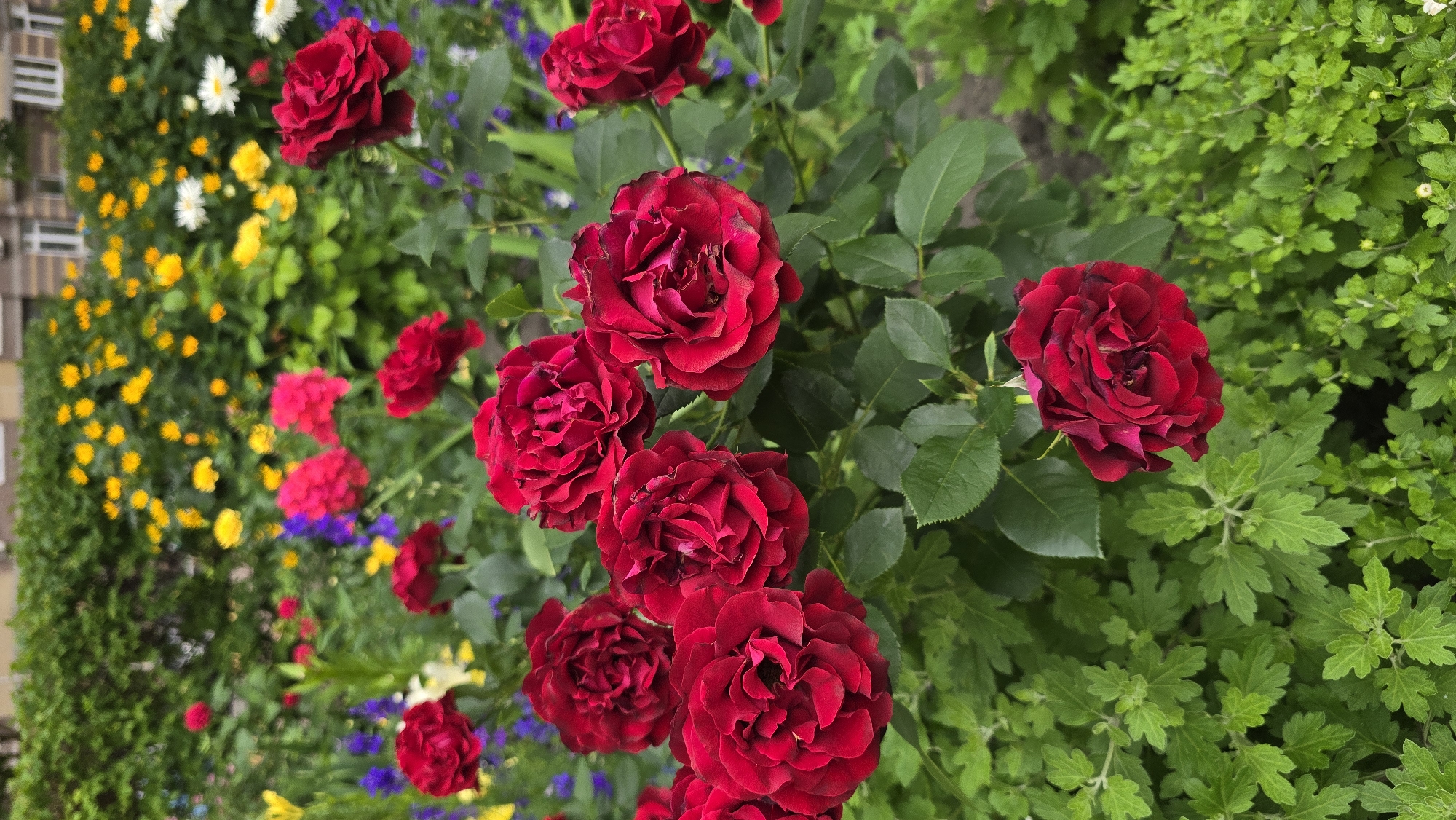 Kyiv garden in full bloom: roses, phlox, and lilies