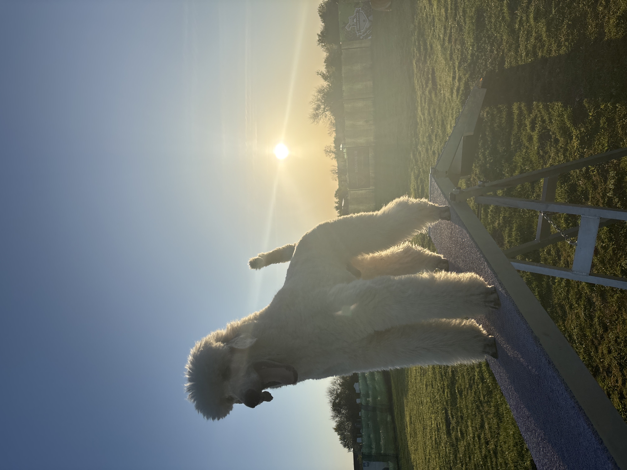 White dog spotted on agility course in Bulgarian field