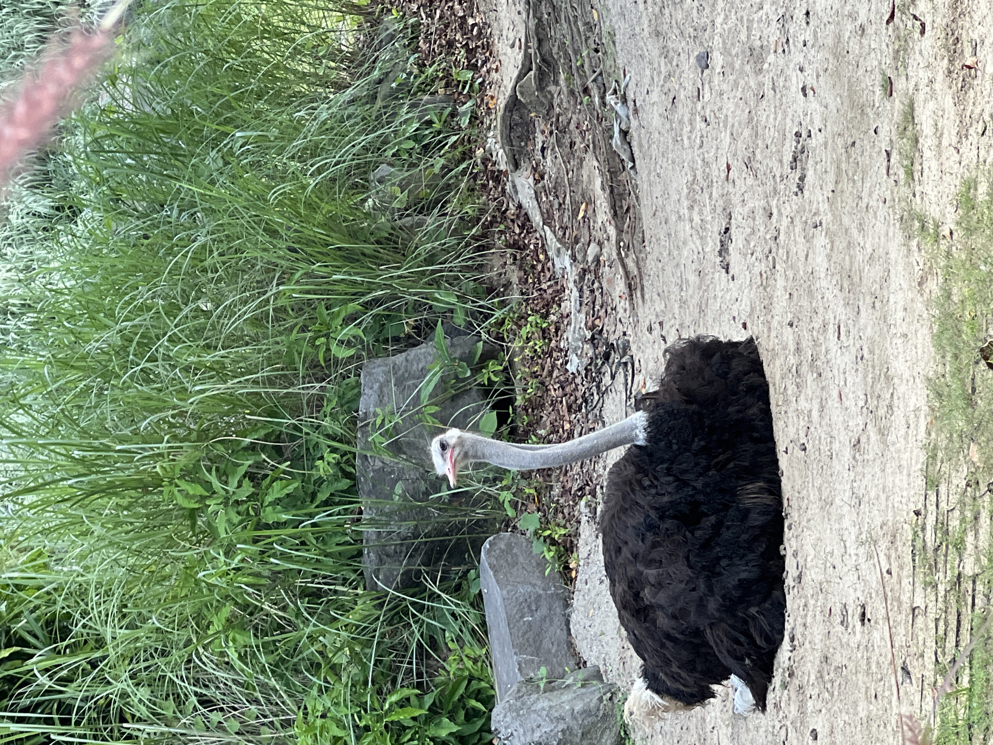 Animals observed in enclosures at Bali Zoo, Indonesia